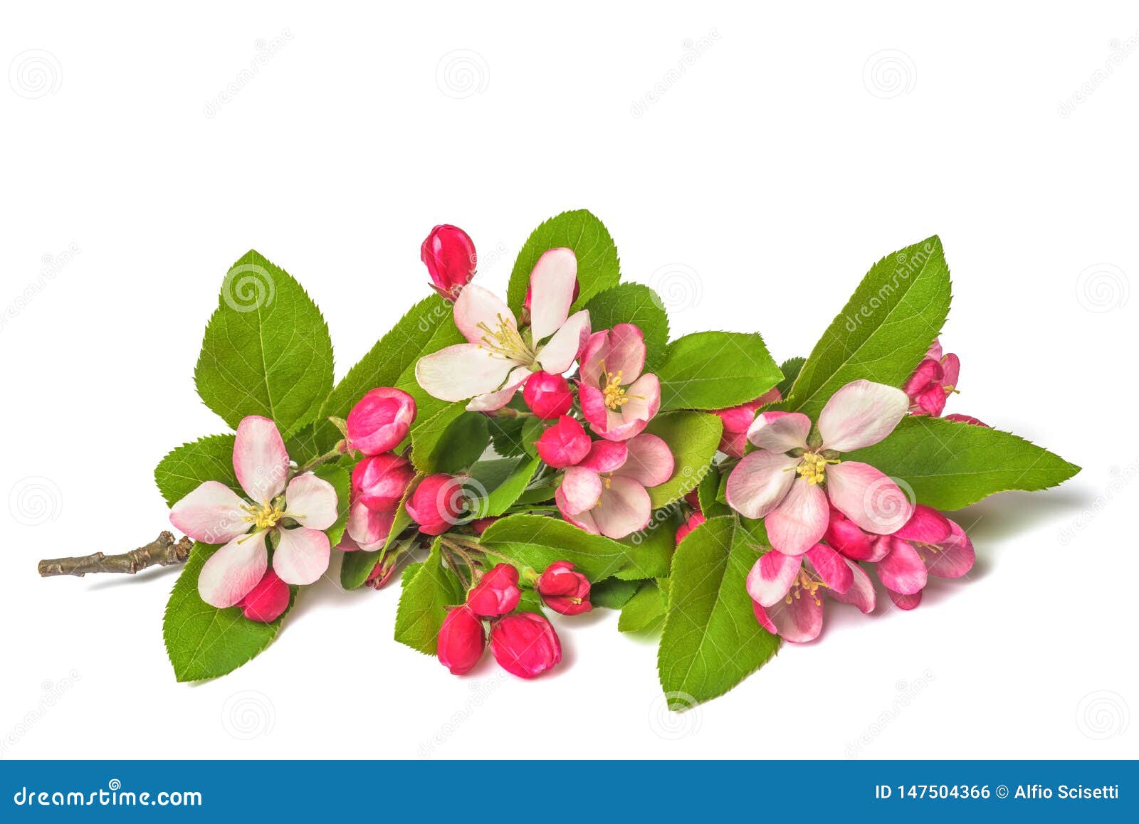 Apple Flowers stock photo. Image of natural, blooming 147504366