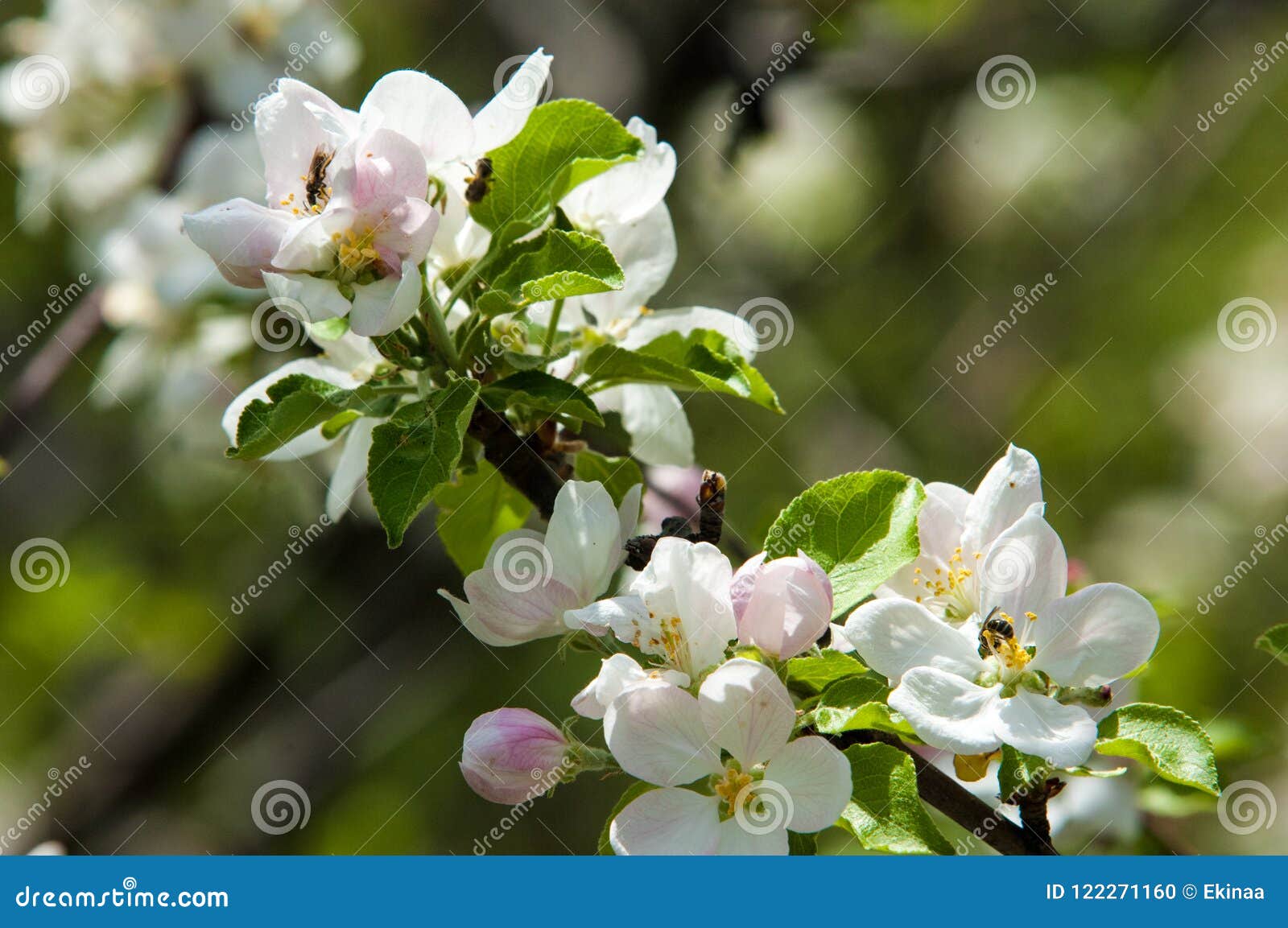 Apple Flowers, the Flowers of Fruit Trees Stock Photo Image of fresh