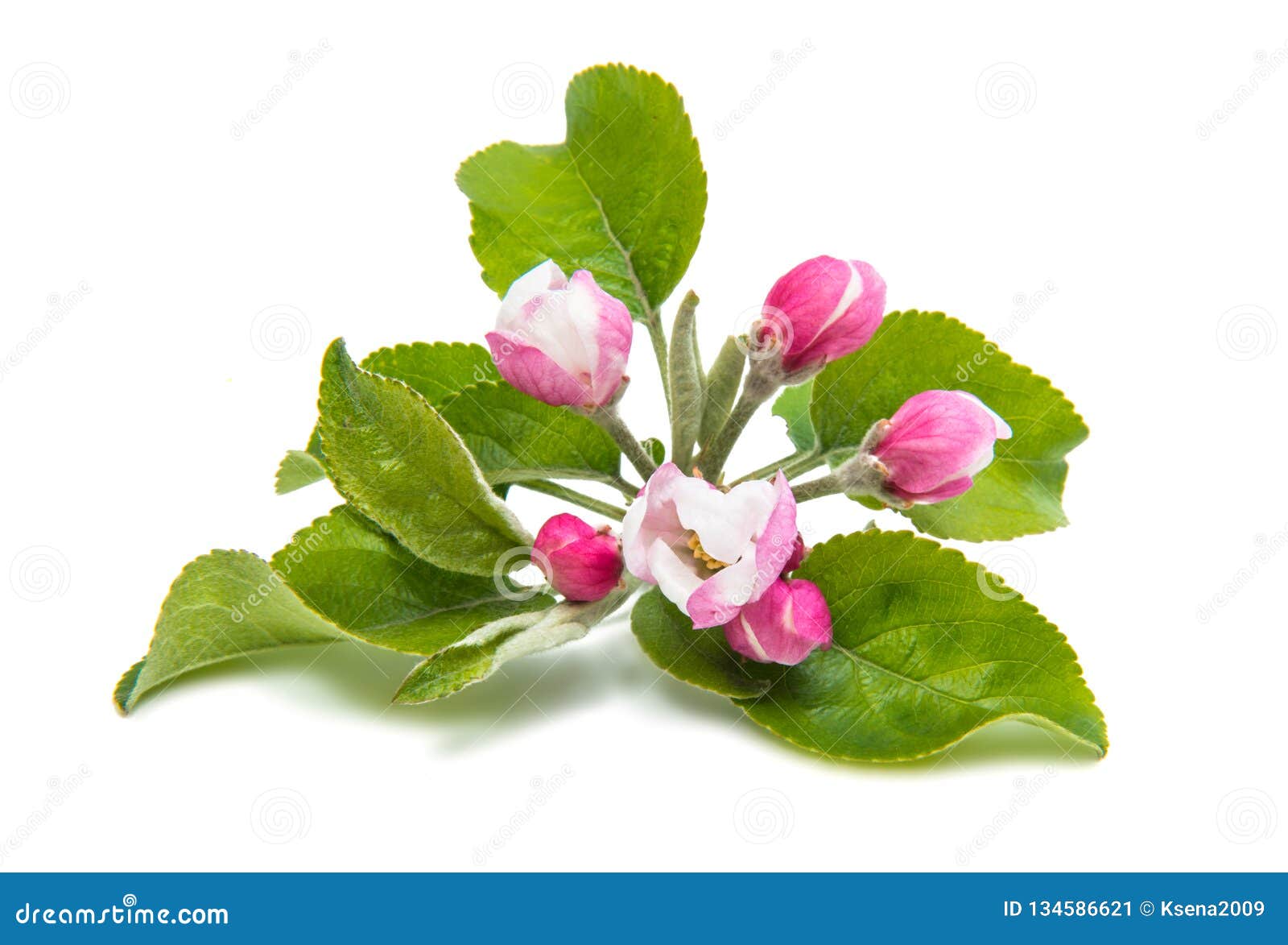 Apple flowers garden stuff stock image. Image of malus 134586621