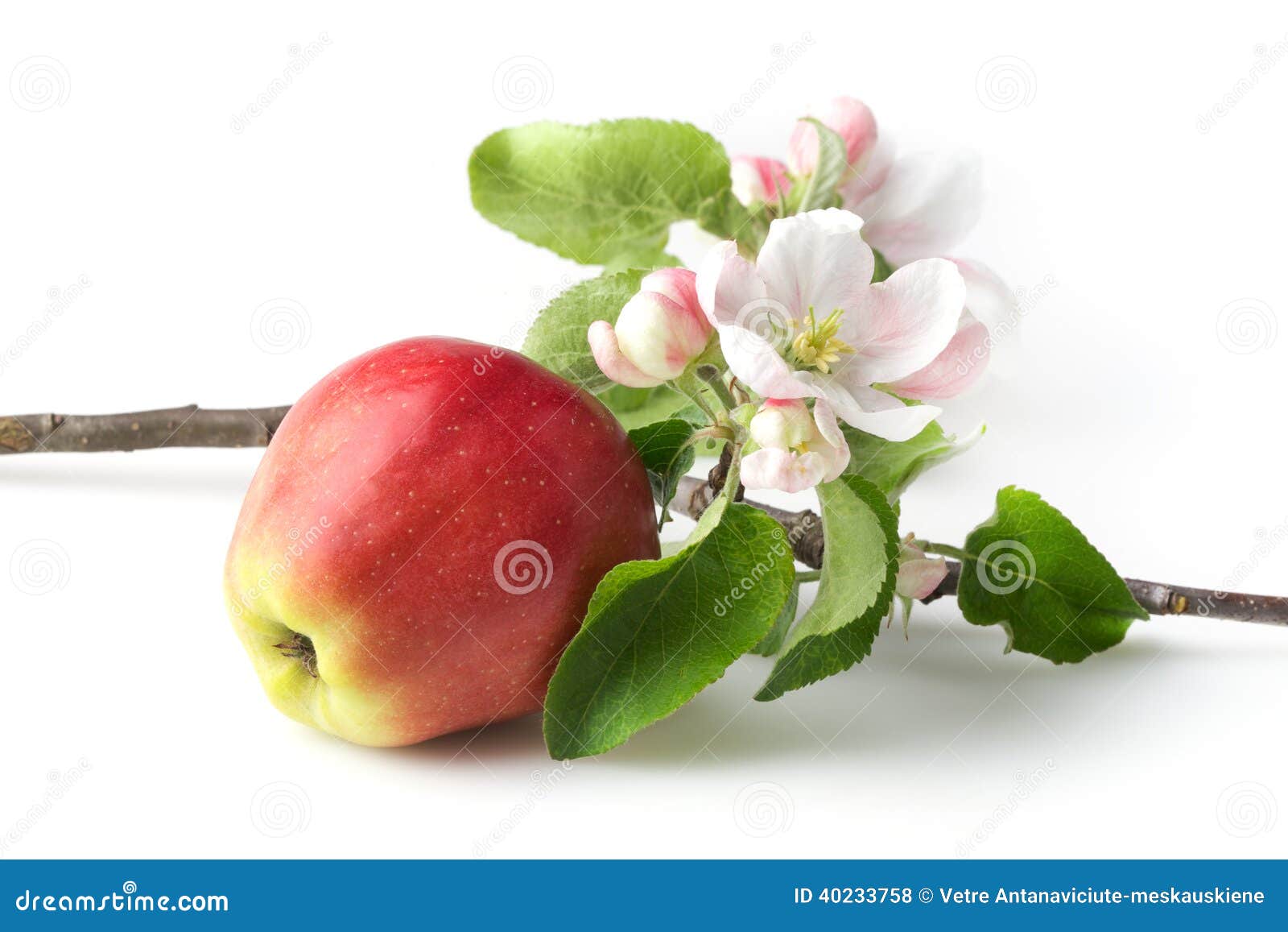 Apple Flowers and Ripe Red Apples Stock Photo Image of background, flower 40233758