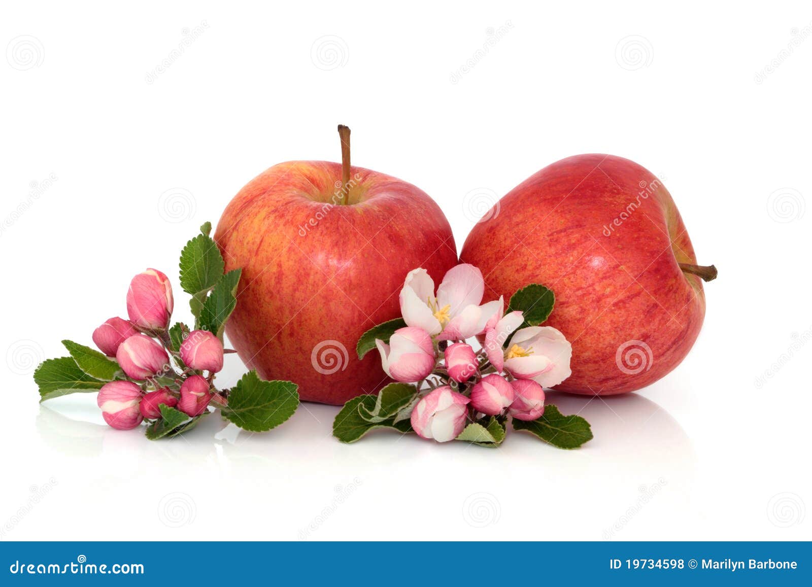 Apple Fruit with Blossom stock photo. Image of snack 19734598
