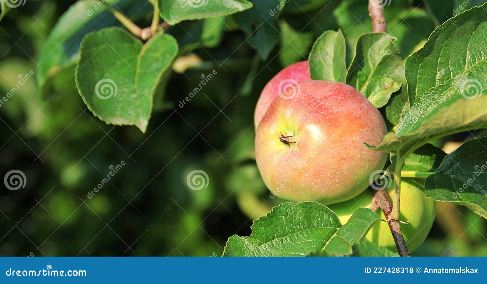 Apple Fruit on the Tree, Apple Tree, Fresh Fruit on the Branch, Leaves