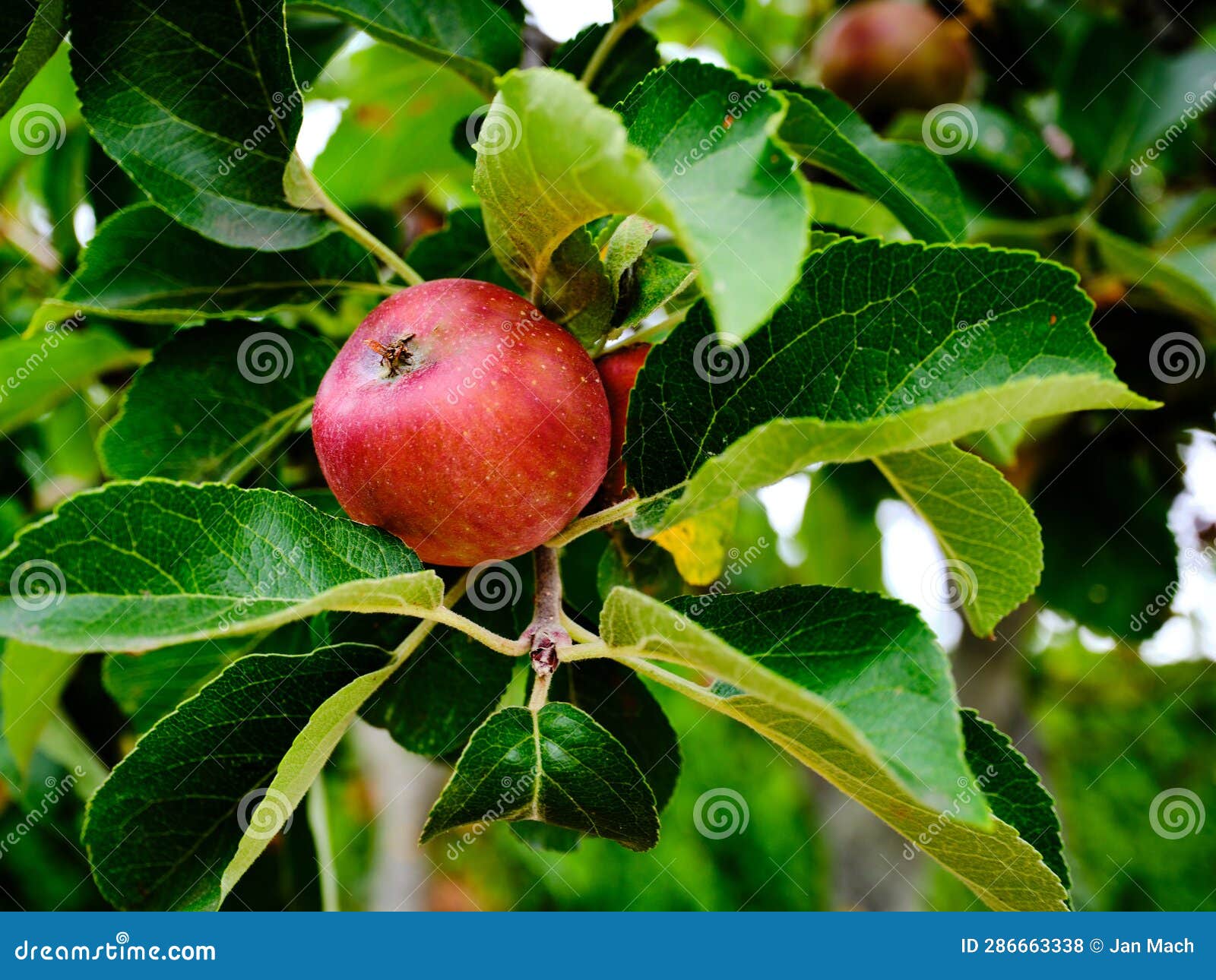 Apple fruit on tree branch stock photo. Image of branch 286663338