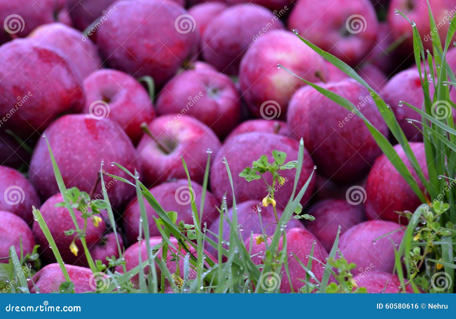 https://thumbs.dreamstime.com/z/apple-fruits-green-grass-picture-october-ready-harvesting-orchard-60580616.jpg