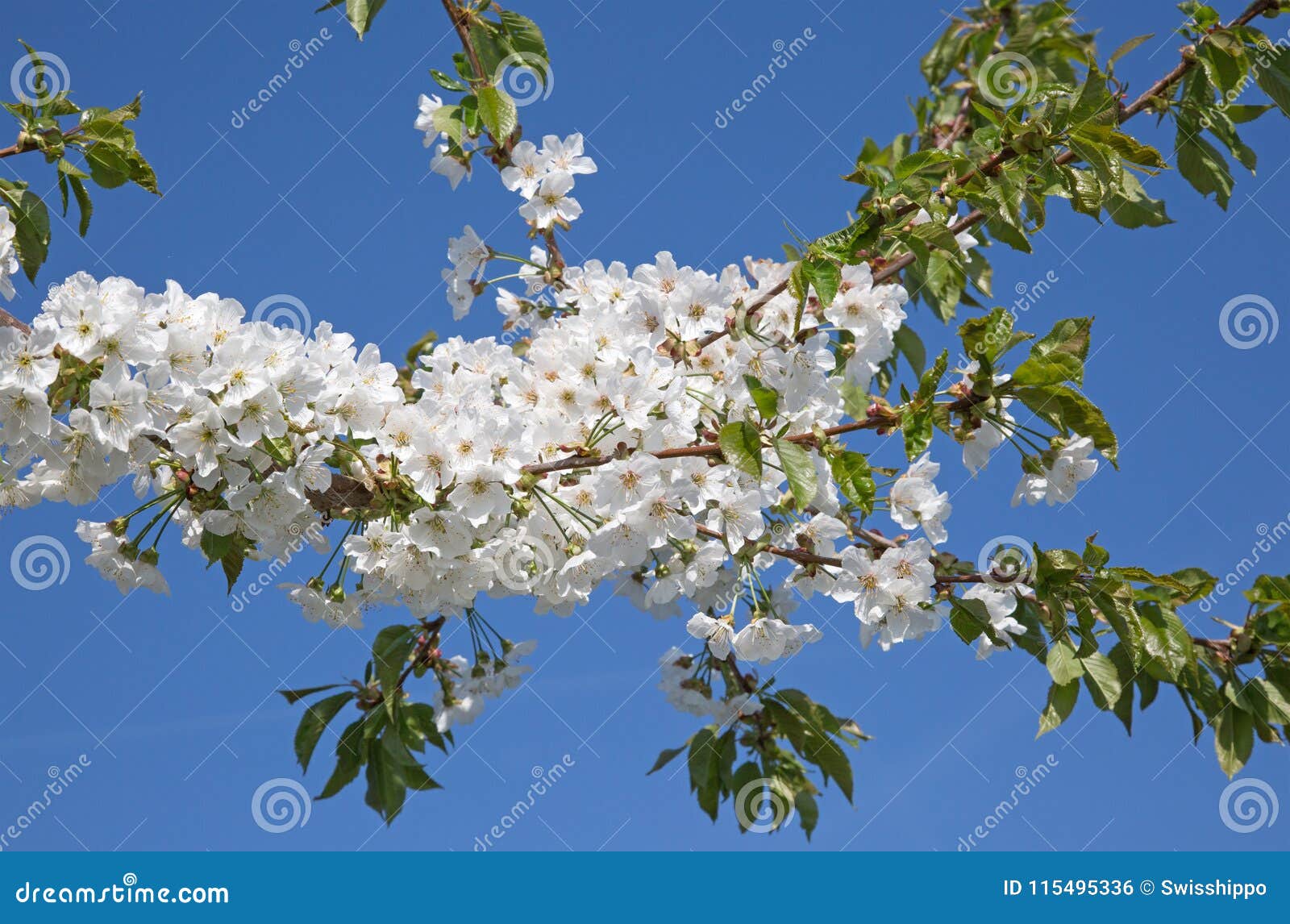 Apple garden stock photo. Image of cultivated, hope 115495336