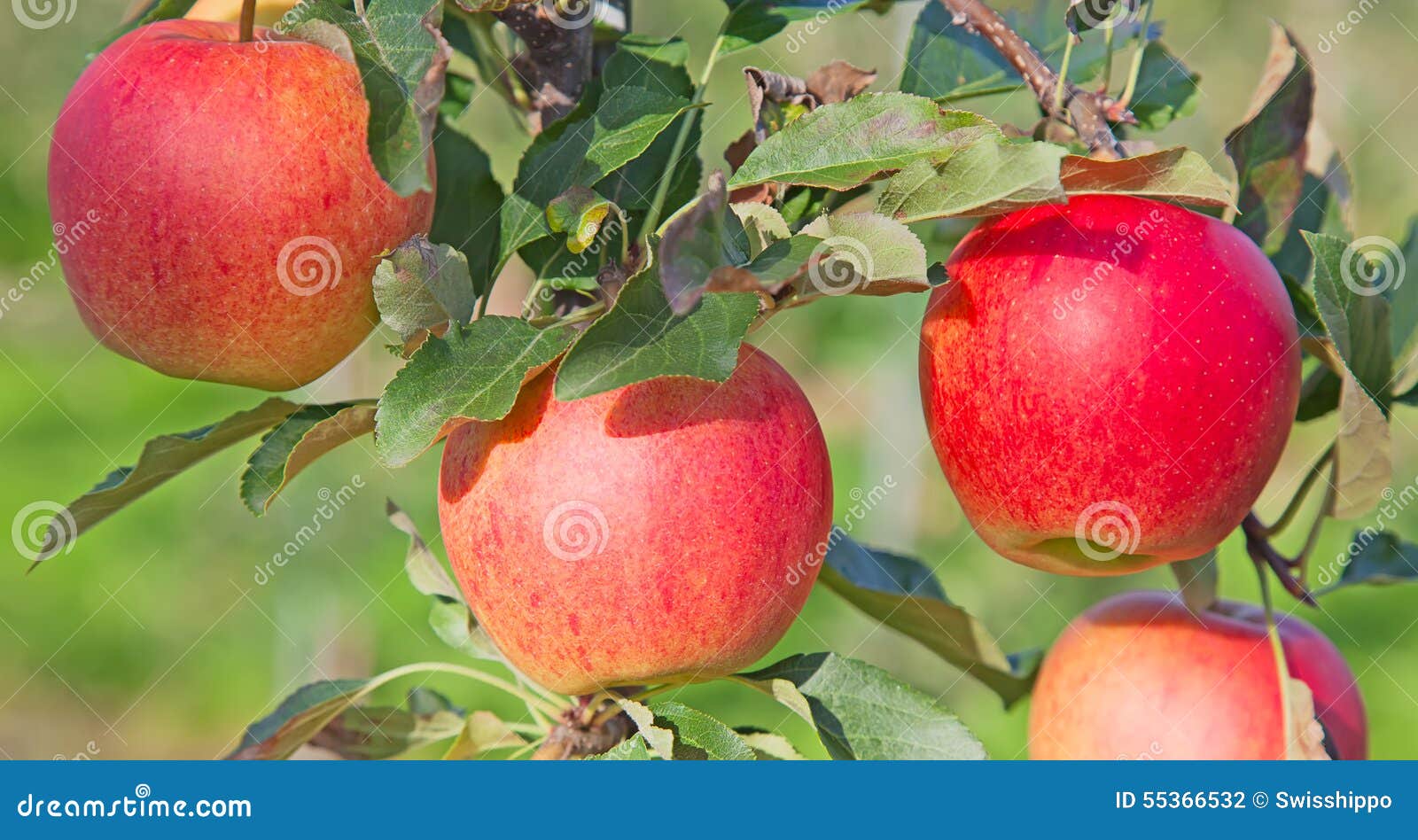 Apple garden stock photo. Image of fall, freshness, biology 55366532