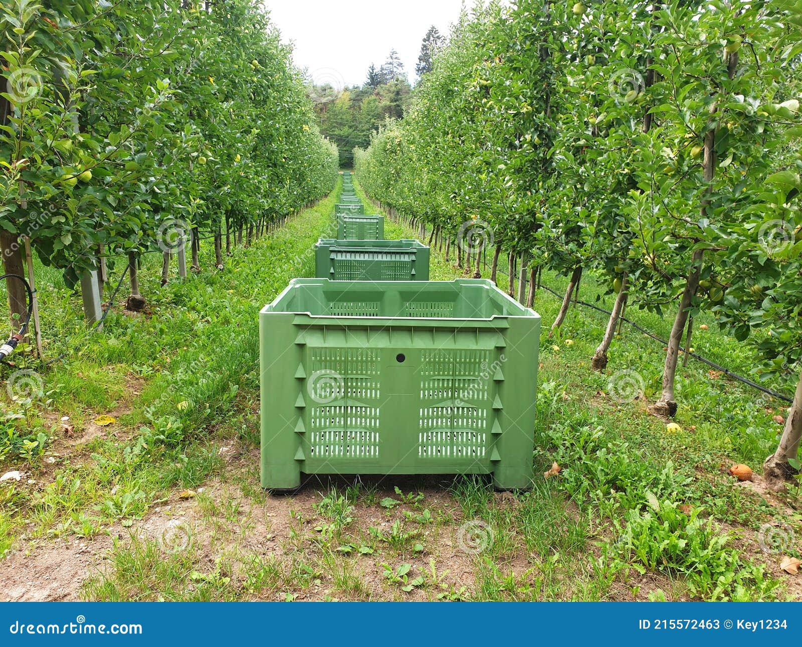 An Apple Garden with Large Empty Green Plastic Boxes Stock Image