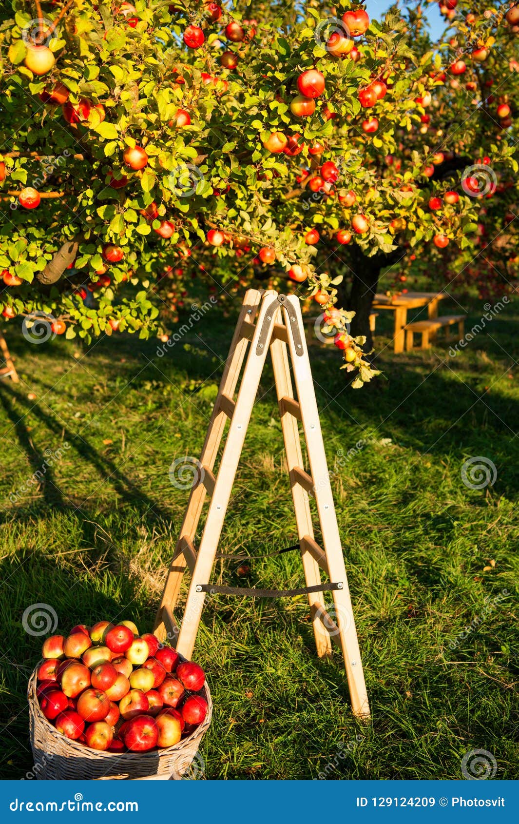 Apple Garden Nature Background Sunny Autumn Day. Gardening and ...