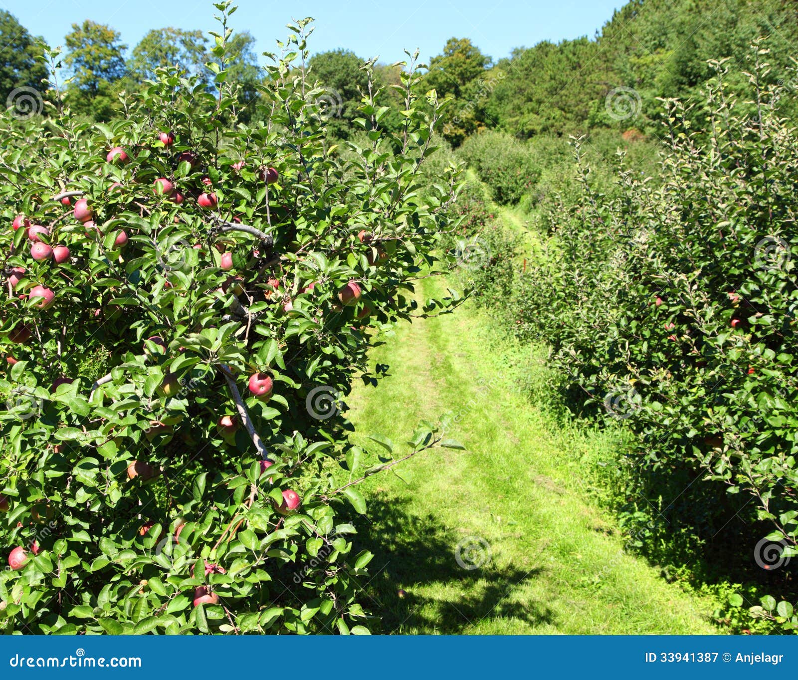 Apple garden stock image. Image of fresh, background 33941387