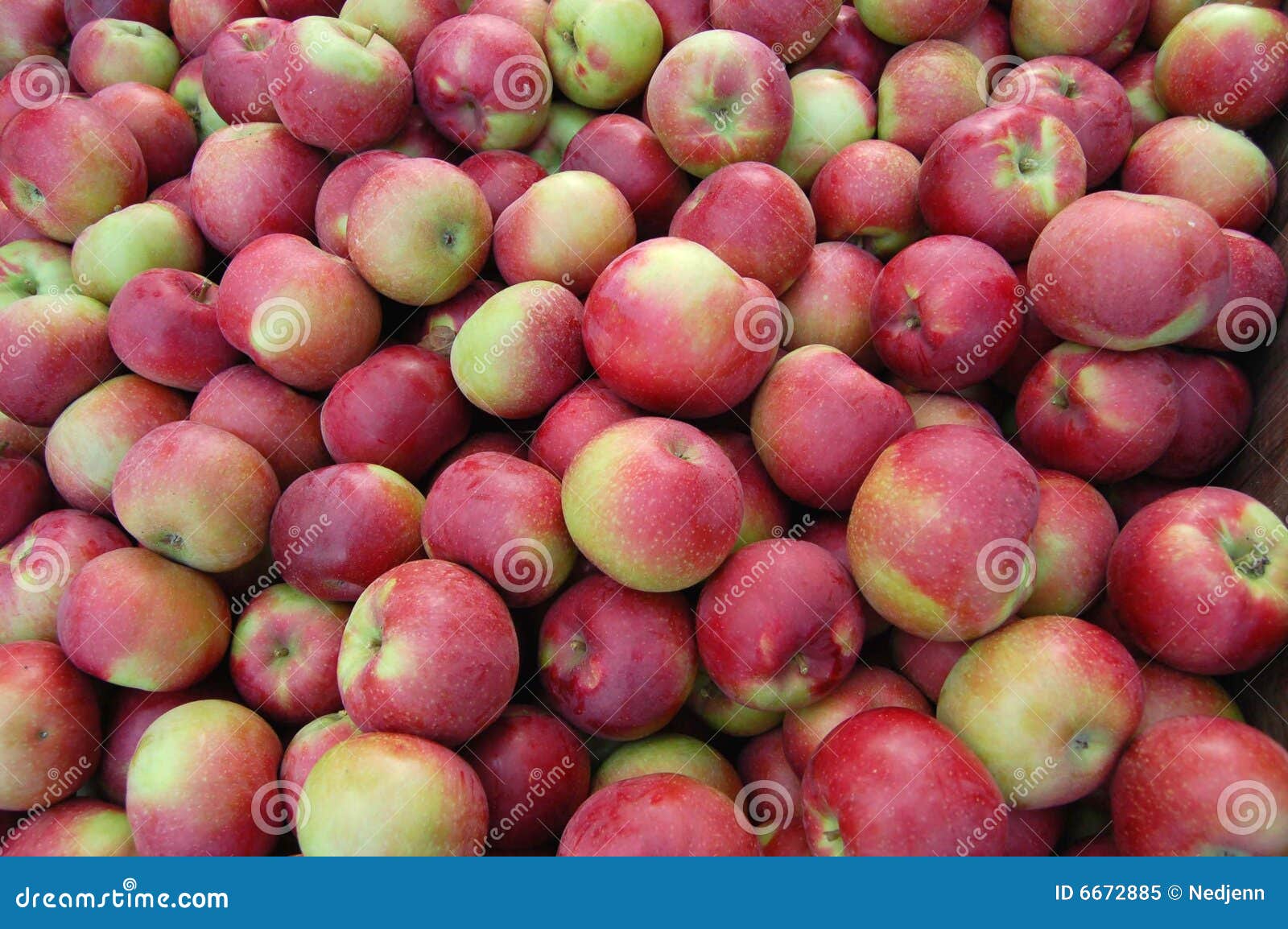 Macintosh Apple Fruit