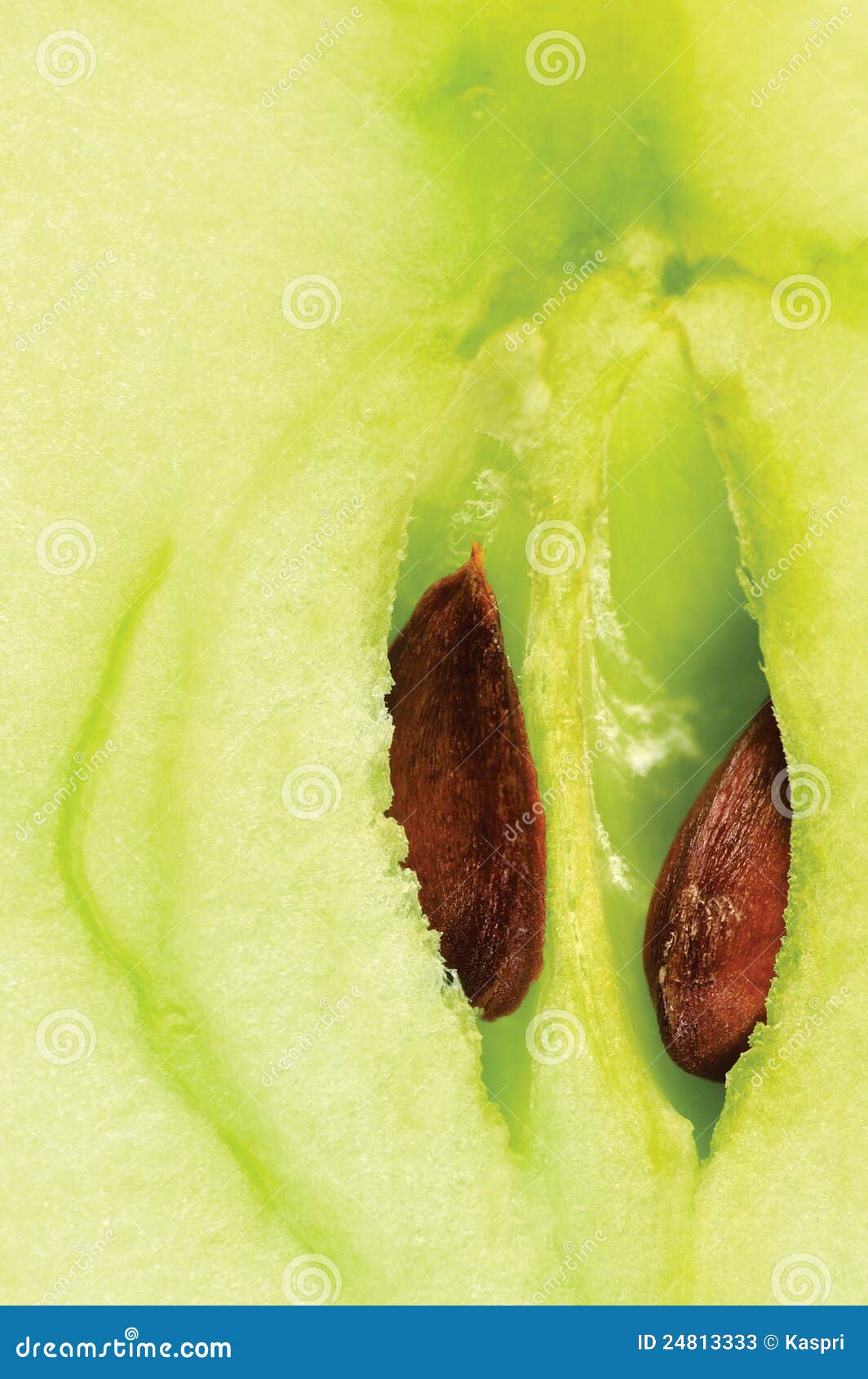 apple half cut green core seeds macro closeup