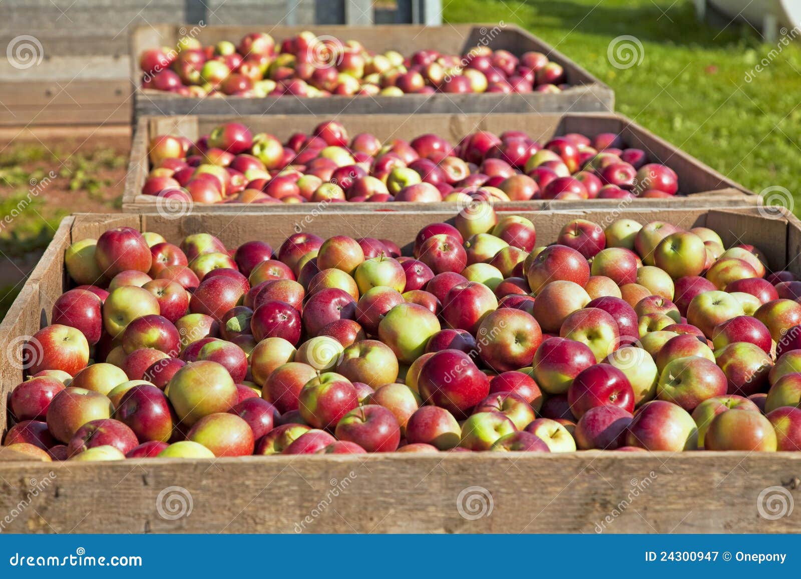 Apple Harvest stock image. Image of cull, sweet, yield 24300947