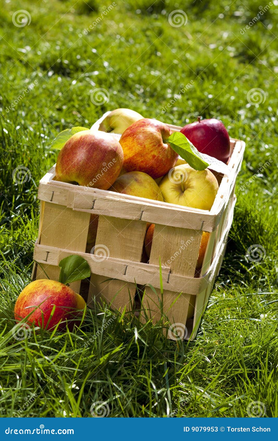 Apple harvest stock image. Image of apple, leaf, meadow 9079953