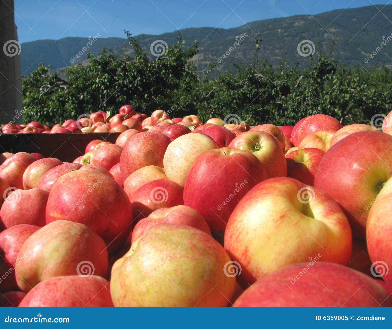 Apple Harvest in the Okanagan Stock Image Image of fall, crops 6359005