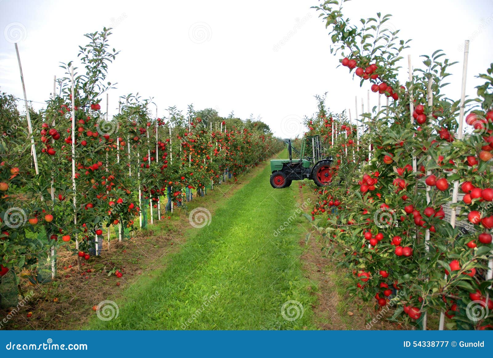 apple harvest