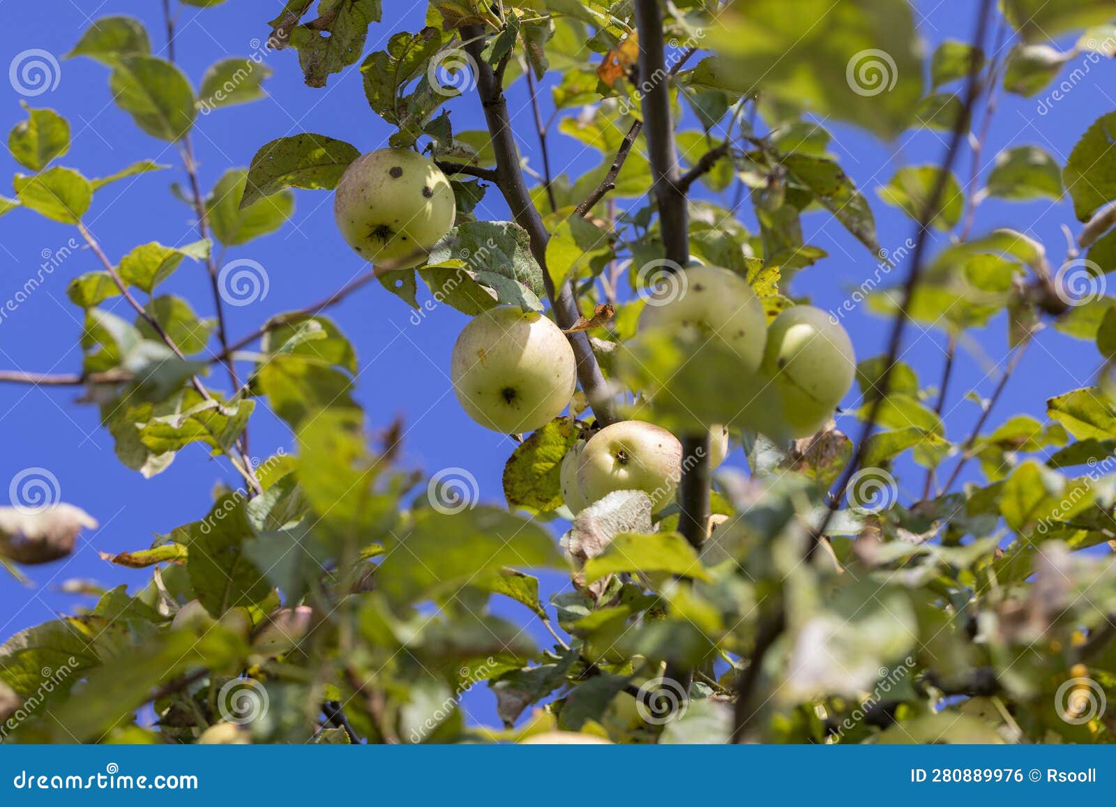 Apple Harvest in the Apple Orchard Stock Photo Image of apple, healthy 280889976