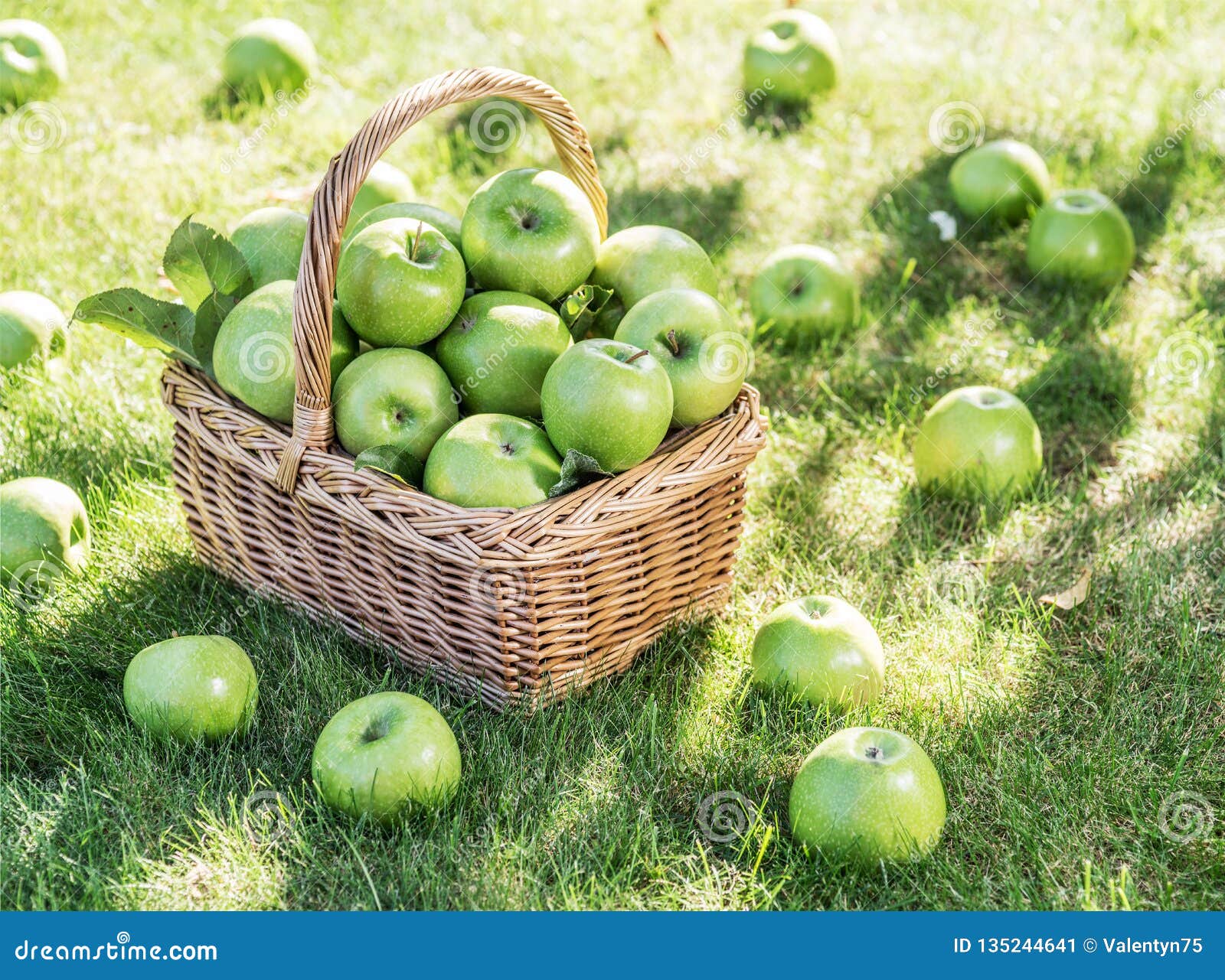 Apple Harvest Ripe Green Apples In The Basket On The Green Grass Stock