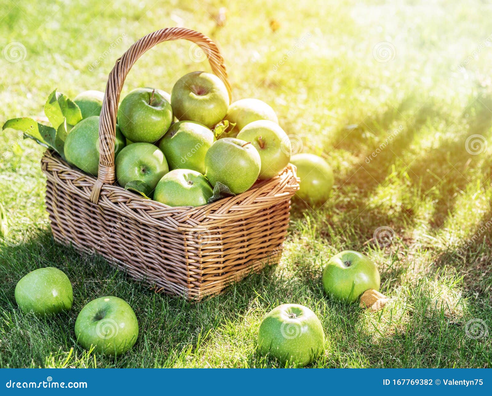 Apple Harvest. Ripe Green Apples in the Basket on the Green Grass Stock