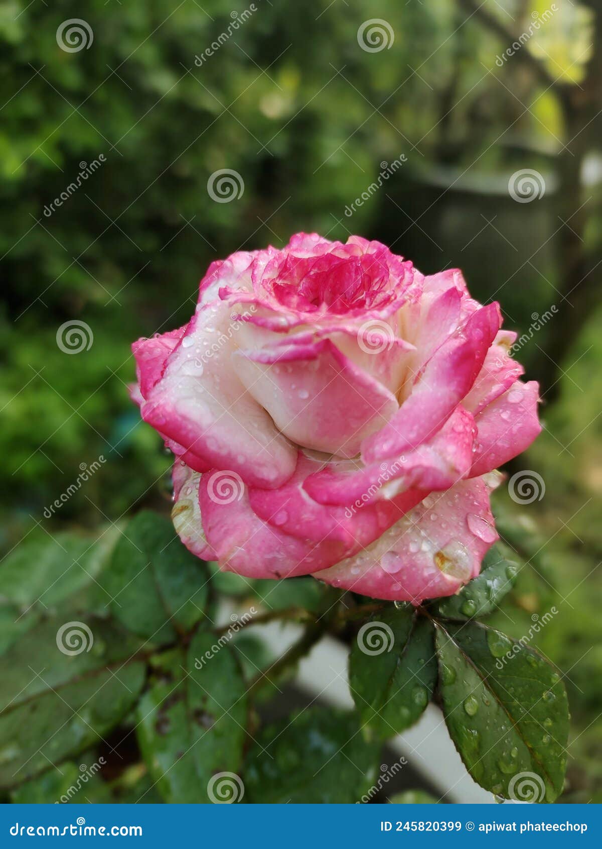 Apple jack rose stock image. Image of jack, pink, rose 245820399