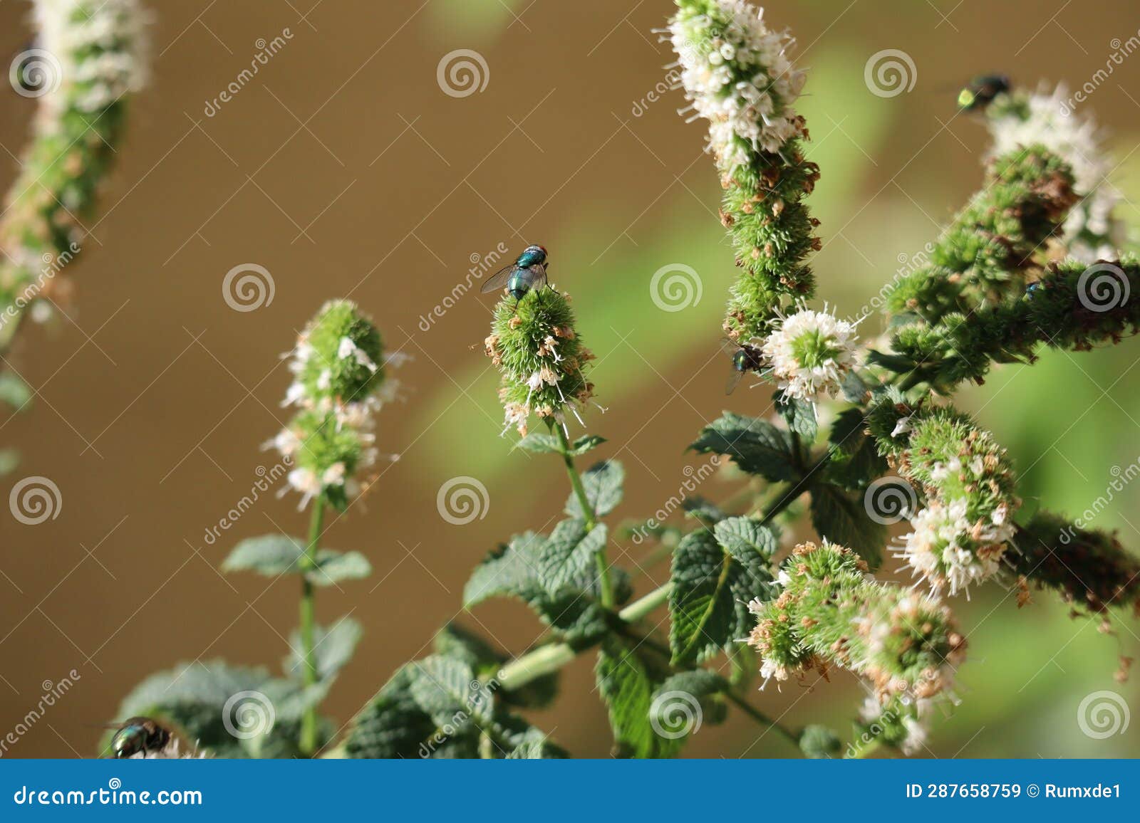 Apple Mint with Green Bottle Flies Stock Image Image of mints