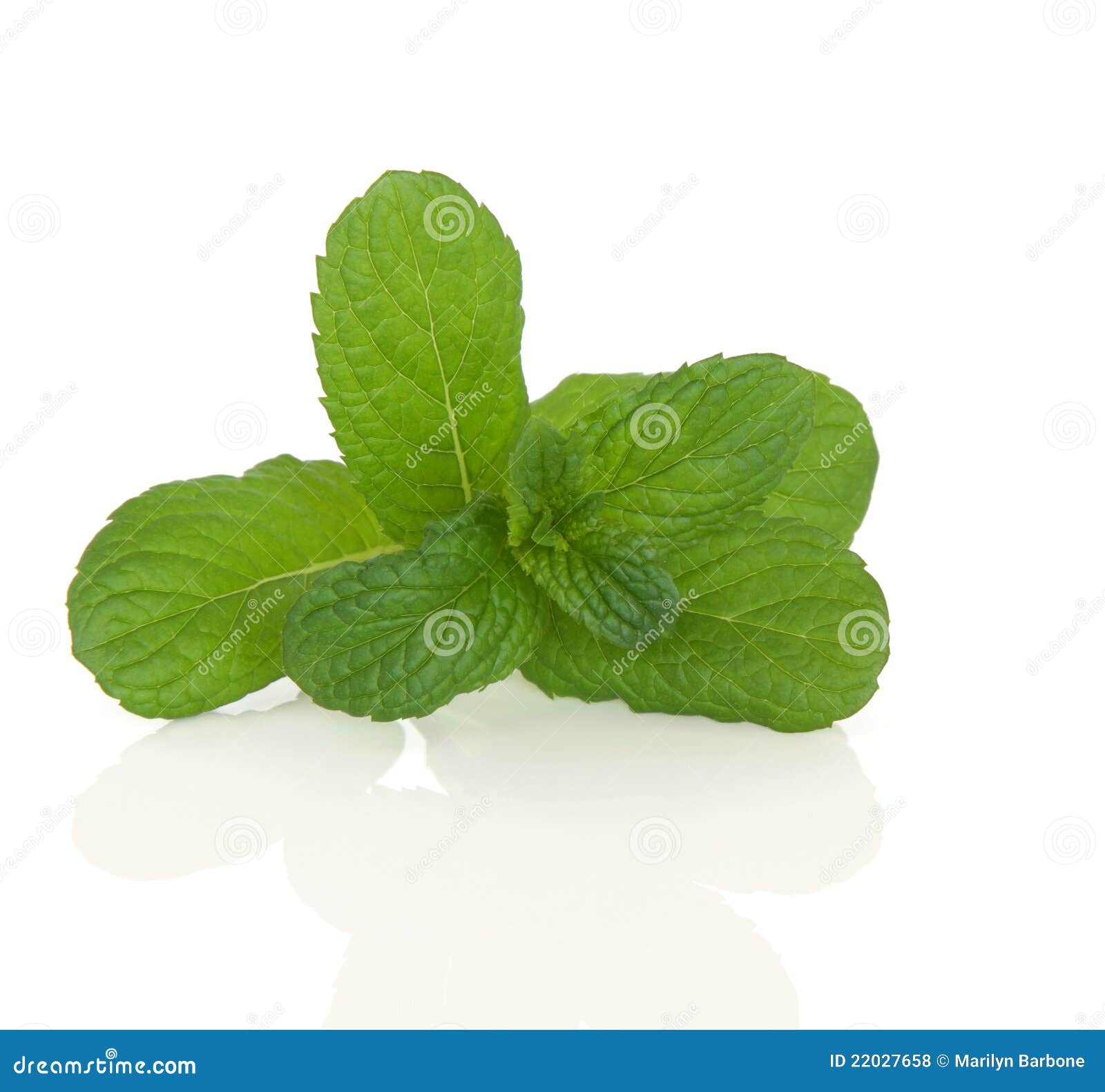 Apple Mint Herb stock photo. Image of herb, green, apple 22027658