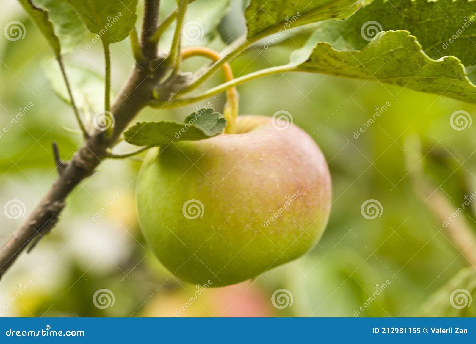 Apple on nature fruit tree stock image. Image of fresh 212981155