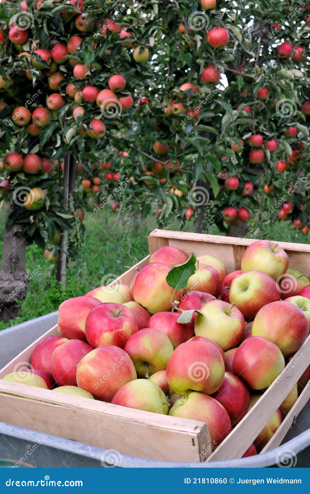 Apple orchard stock photo. Image of apple, healthy, fruits 21810860