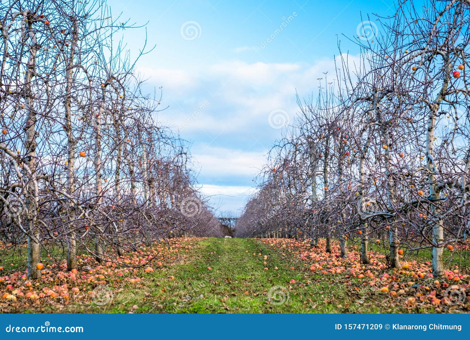 Apple Orchard in Autumn, Winter Season. I Stock Image Image of