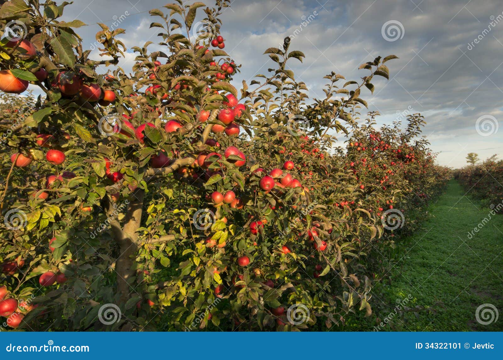 Apple orchard stock image. Image of harvest, garden, idared 34322101