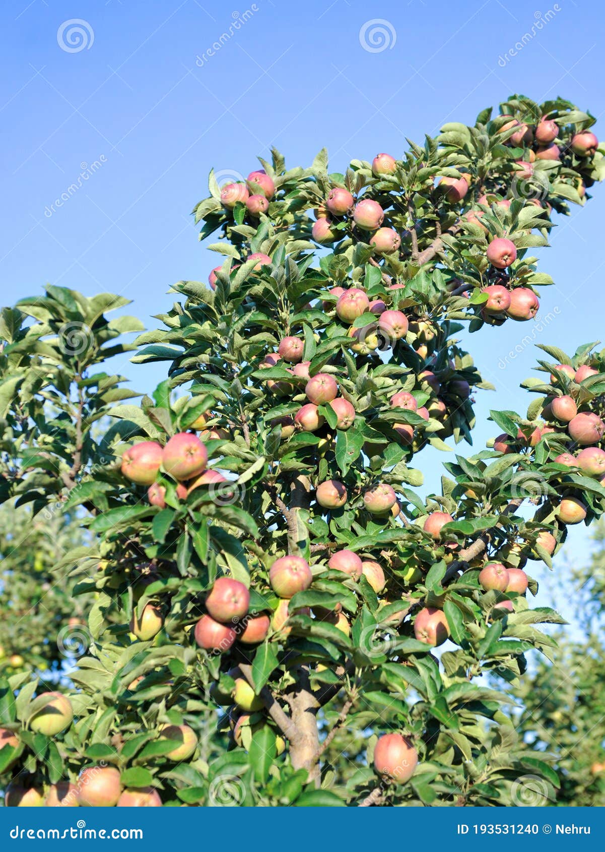 Apple Orchard with Ripening Apples on the Trees in Middle of August