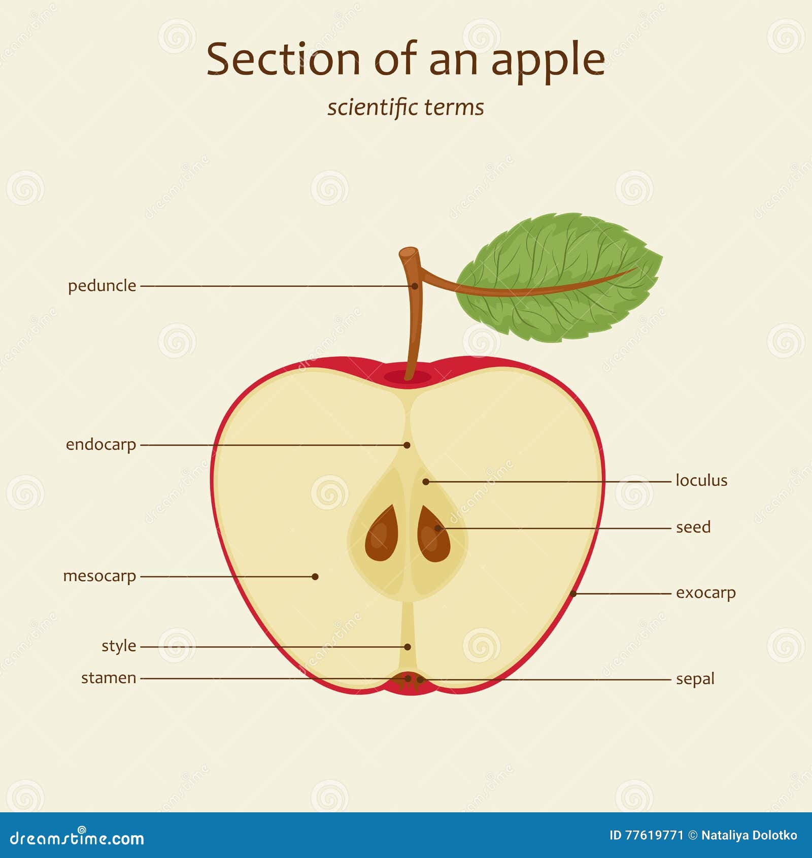 Apple parts names, vector stock vector. Illustration of learn - 77619771