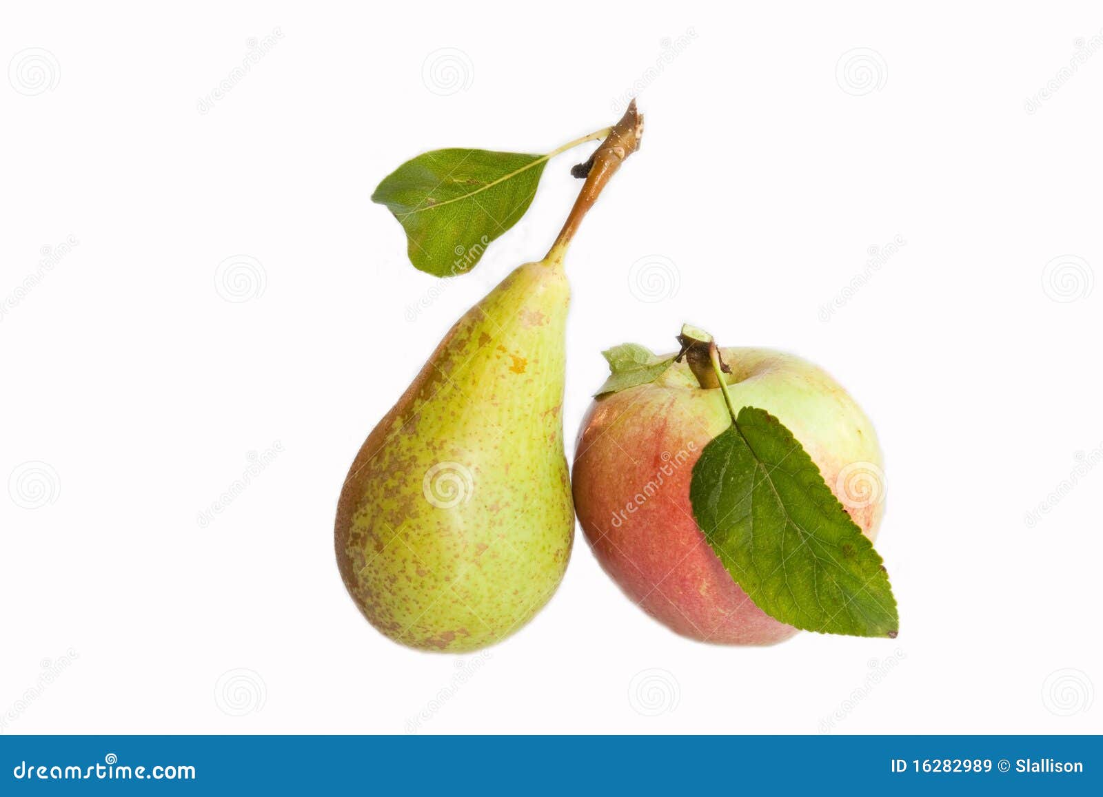 Apple & Pear stock image. Image of veins, apple, stalk 16282989