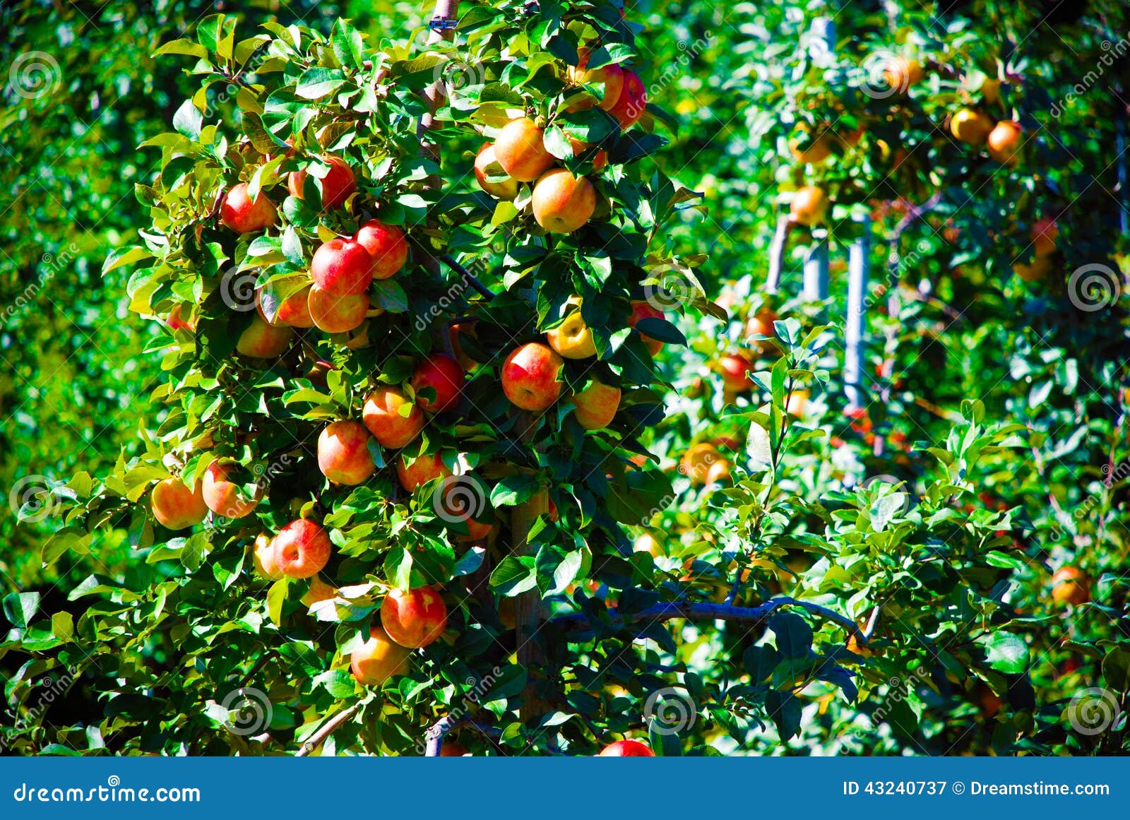 Apple Picking in Boston, Fall Stock Image Image of colors, file 43240737