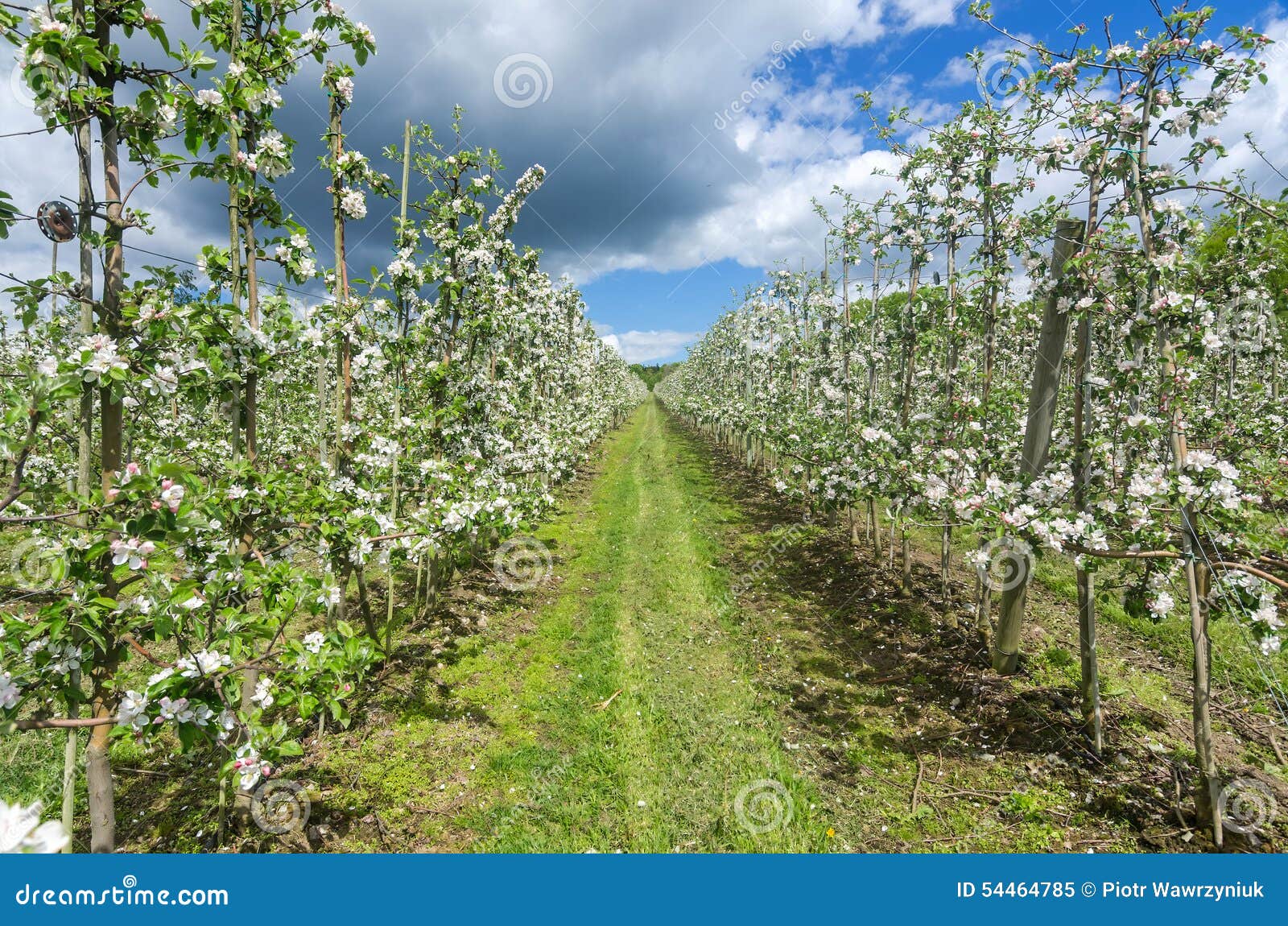 Apple plantation stock image. Image of seasonal, apple 54464785