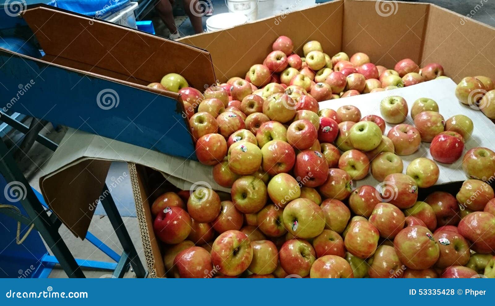 Apple Production Line stock photo. Image of production 53335428