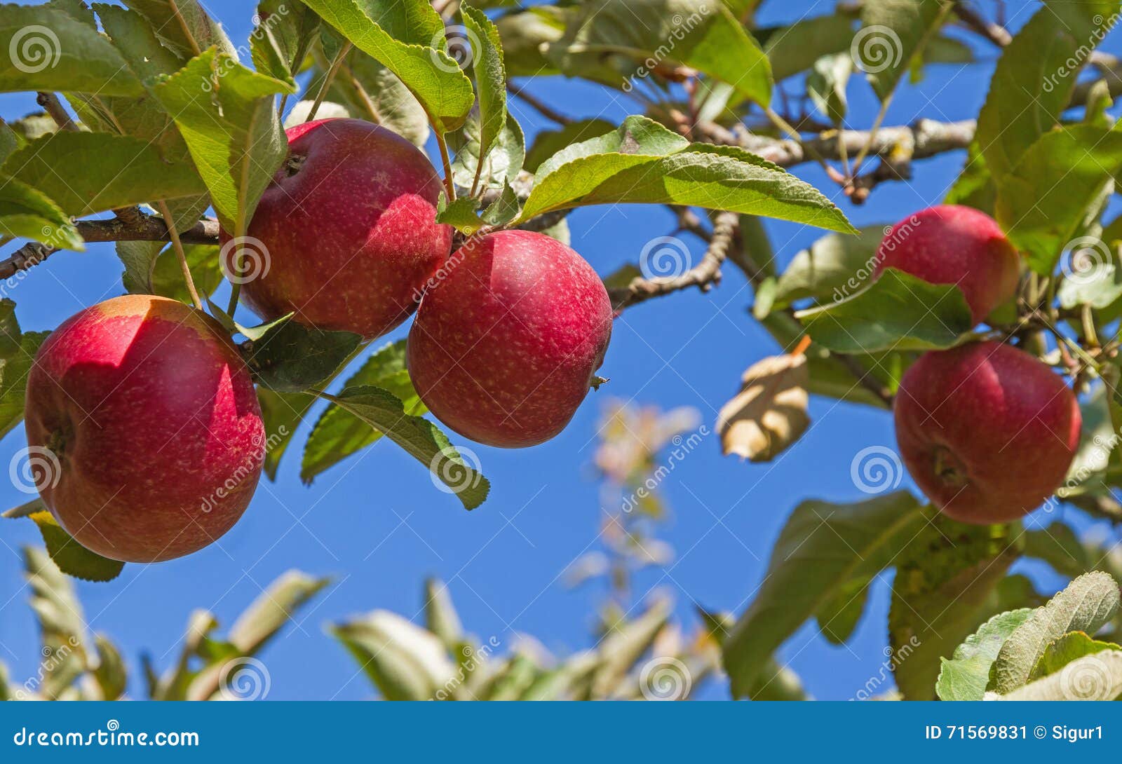 Apple Red Rome on Tree stock image. Image of food, detail 71569831