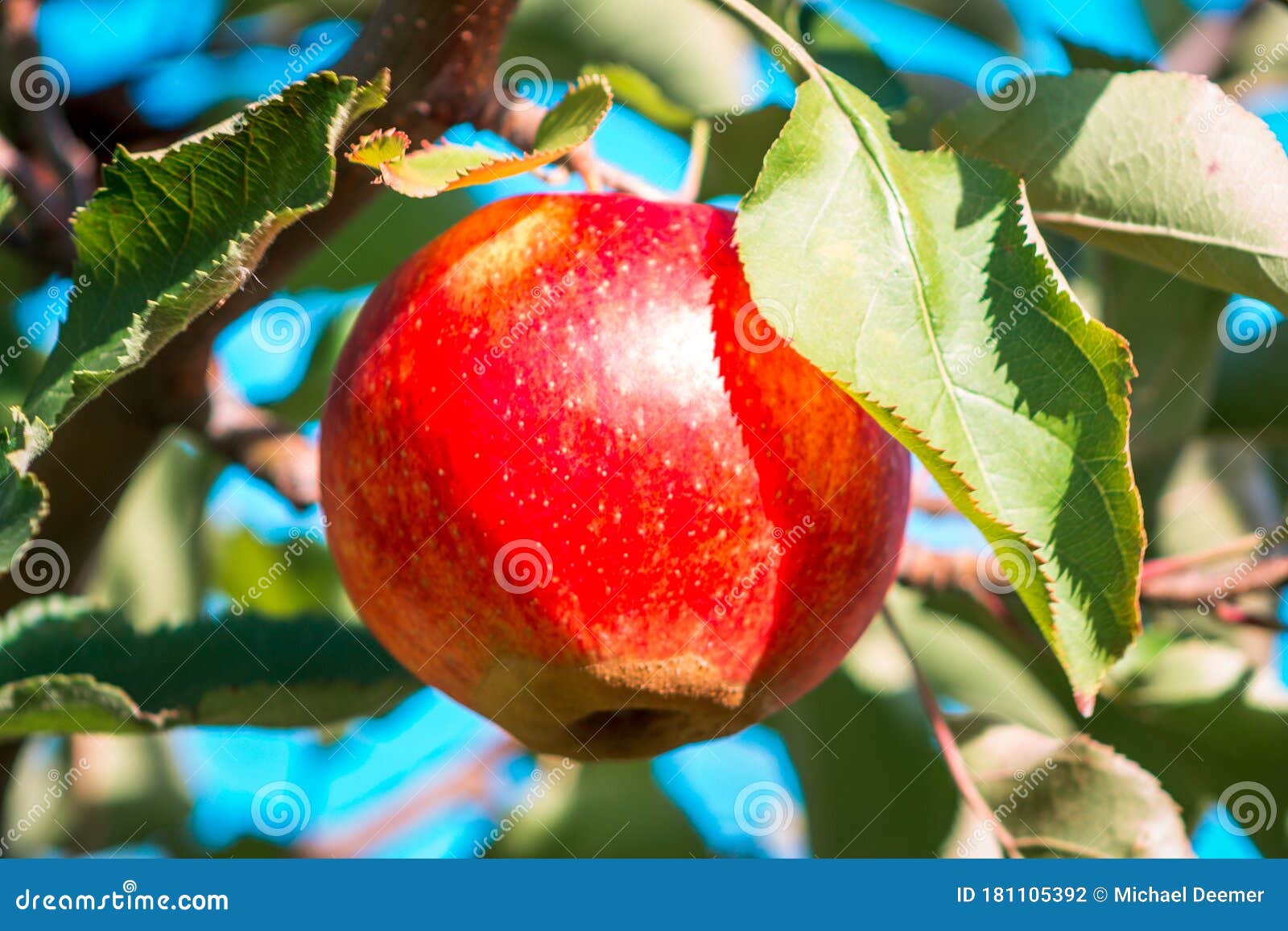 Apple Ripe for Picking in an Orchard in Grand Rapids Michigan Stock