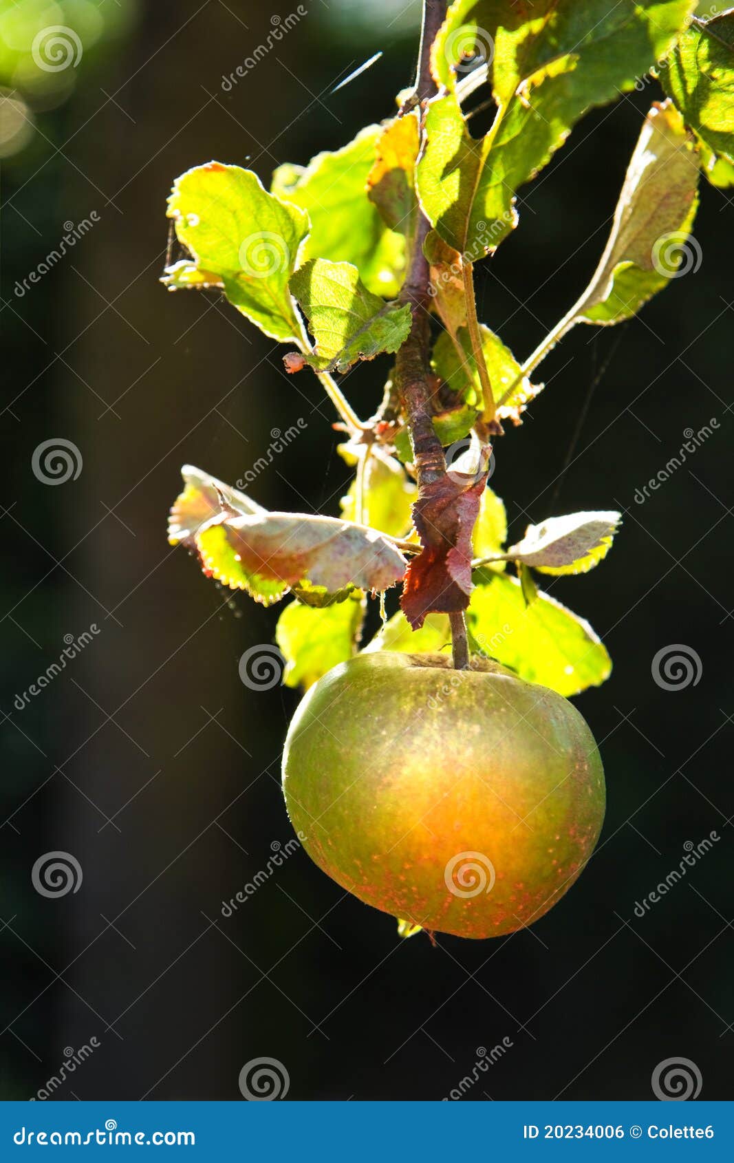 Apple Riping on Appletree in Summer Stock Photo Image of sunshine