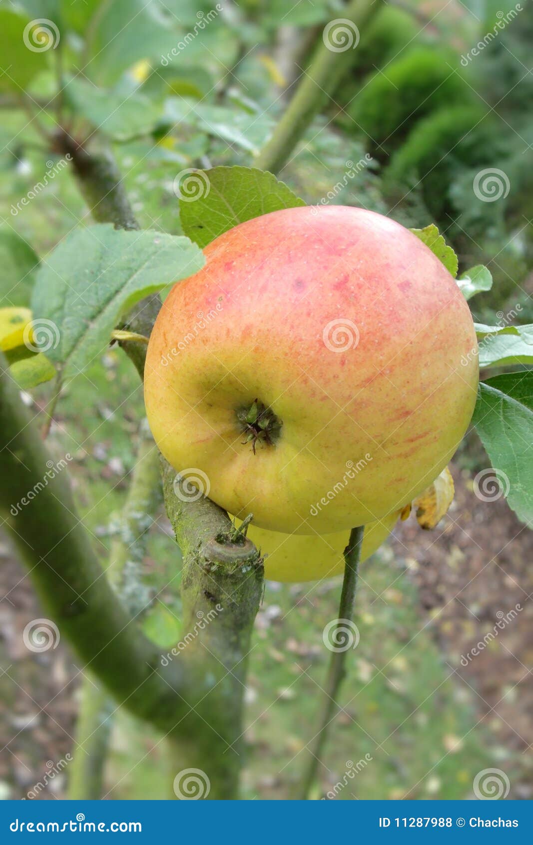 Apple rojo y verde en árbol. Manzana roja y verde que cuelga de una ramificación de árbol.