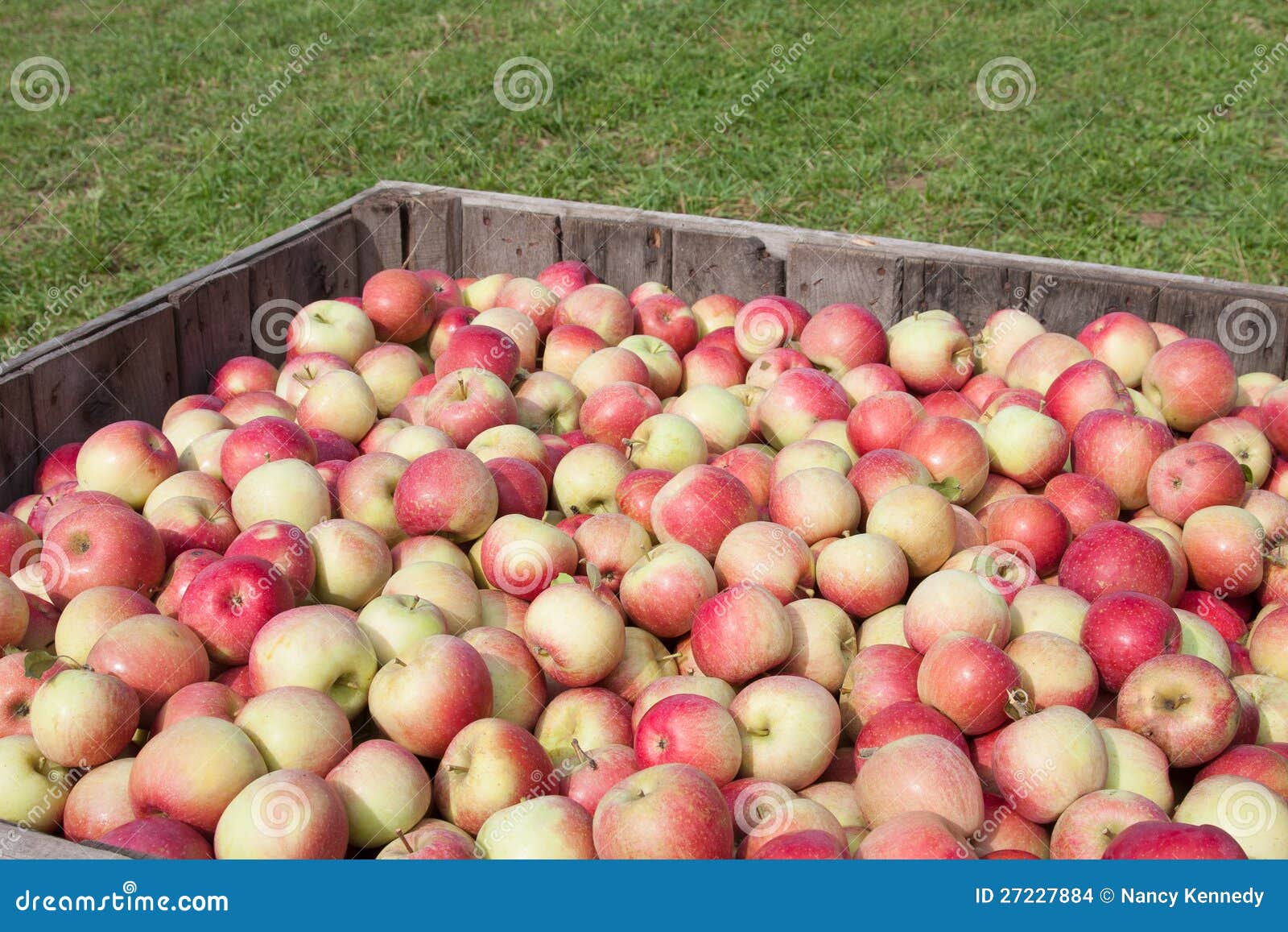 Apple Season stock photo. Image of autumn, fresh, orchard 27227884