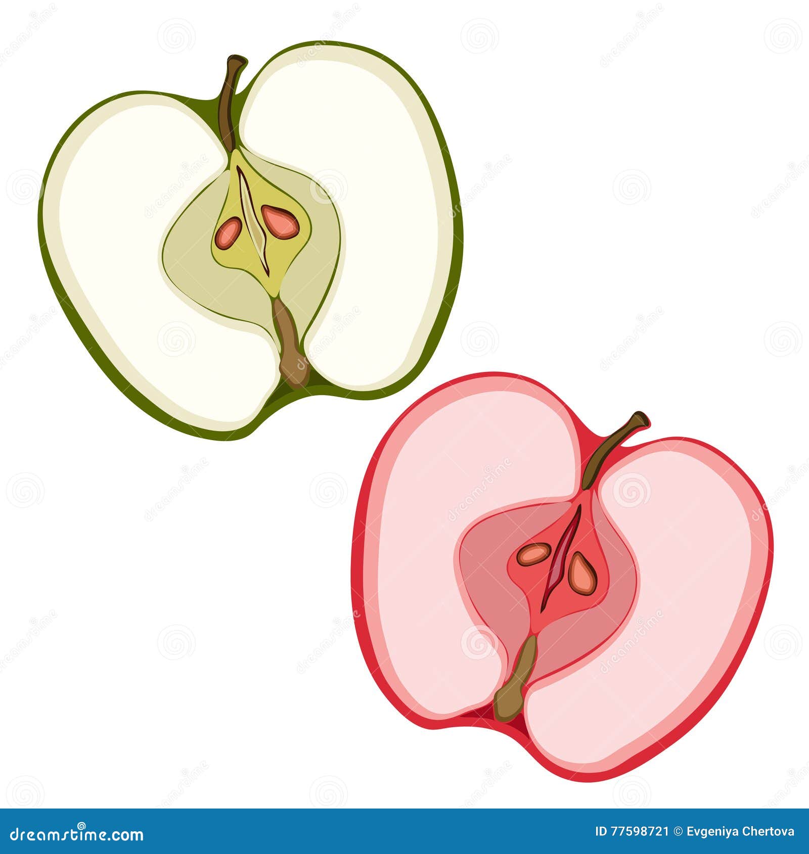 Apple sectional. Slices of green and red . Painted fruit, graphic art, cartoon. Vector illustration. Apple sectional. Slices of green and red apple. Painted fruit, graphic art, cartoon