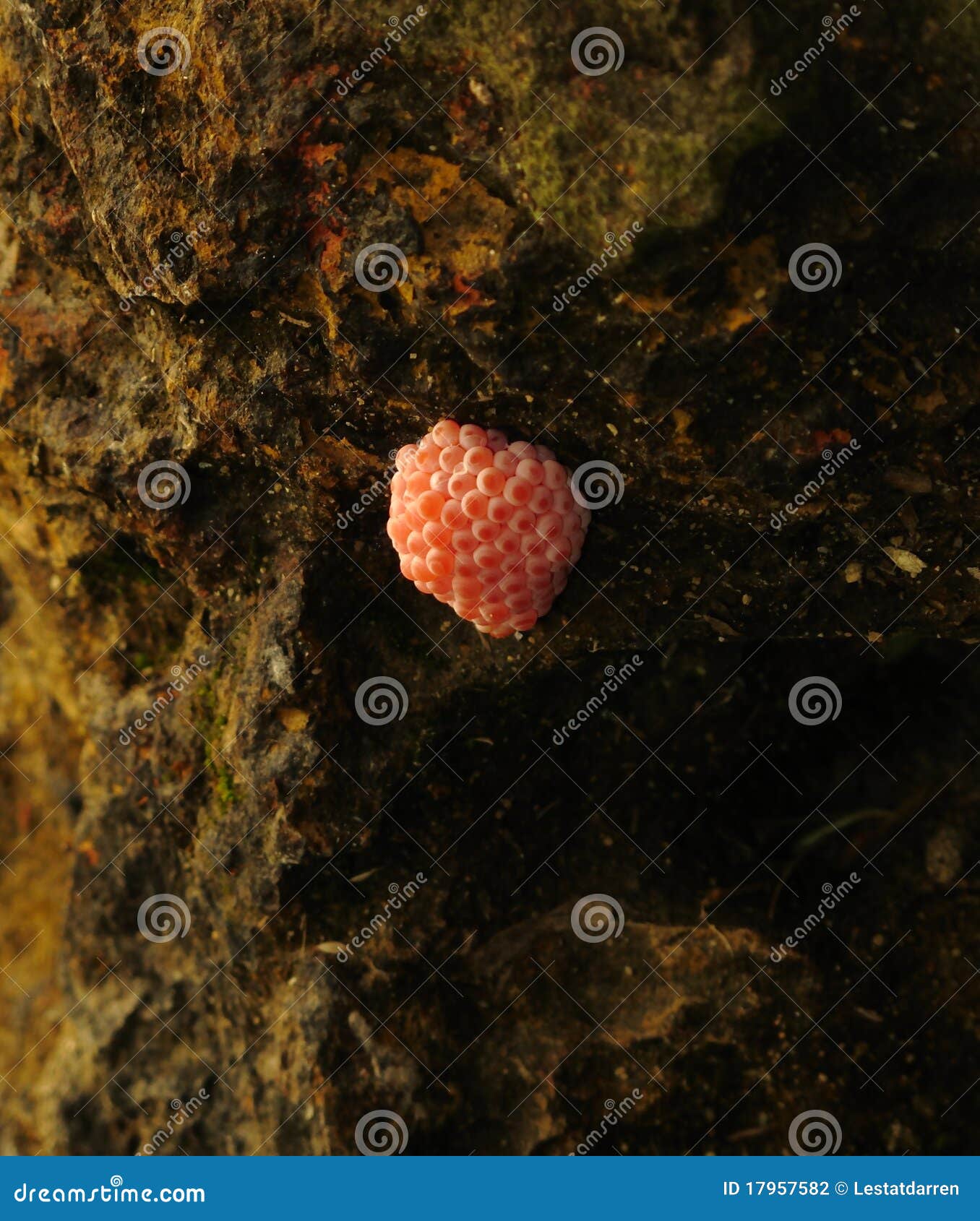 Apple Snail s eggs stick on a stone above the water level in Chinese Garden Singapore