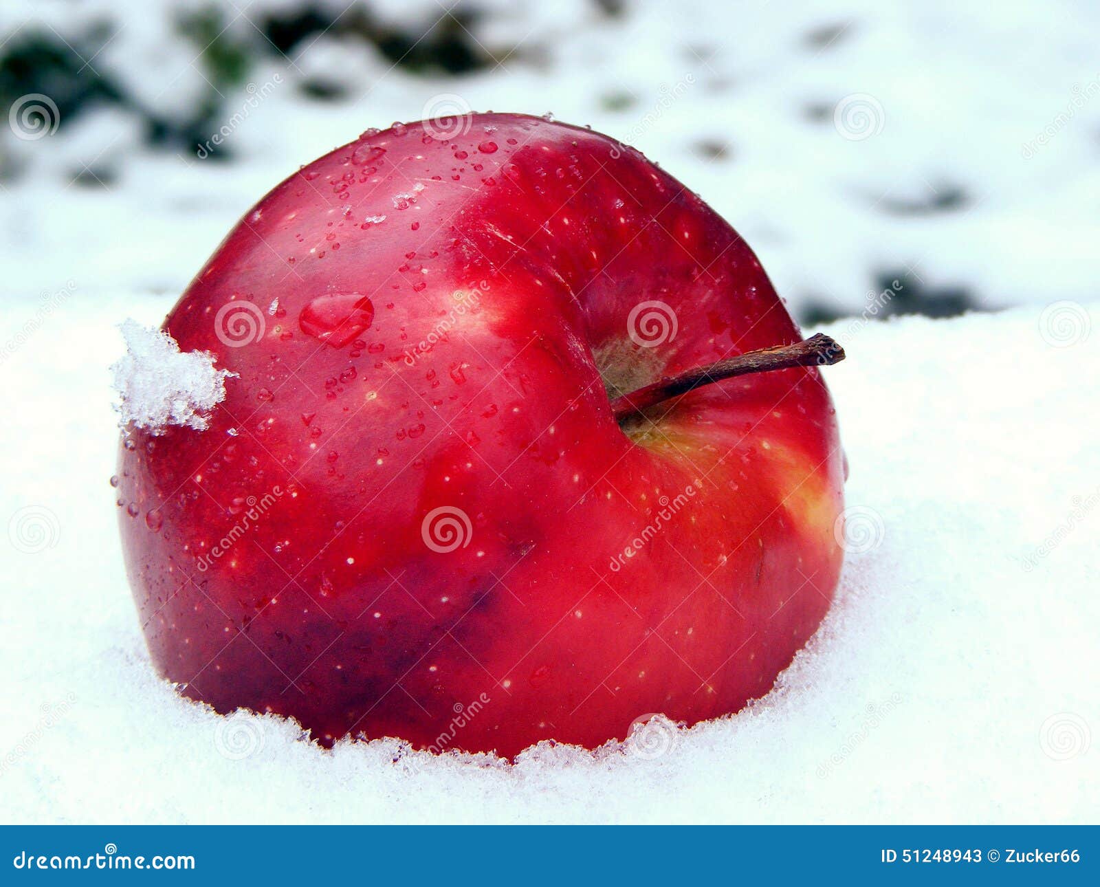 Apple on snow stock image. Image of autumn, nature, subject - 51248943