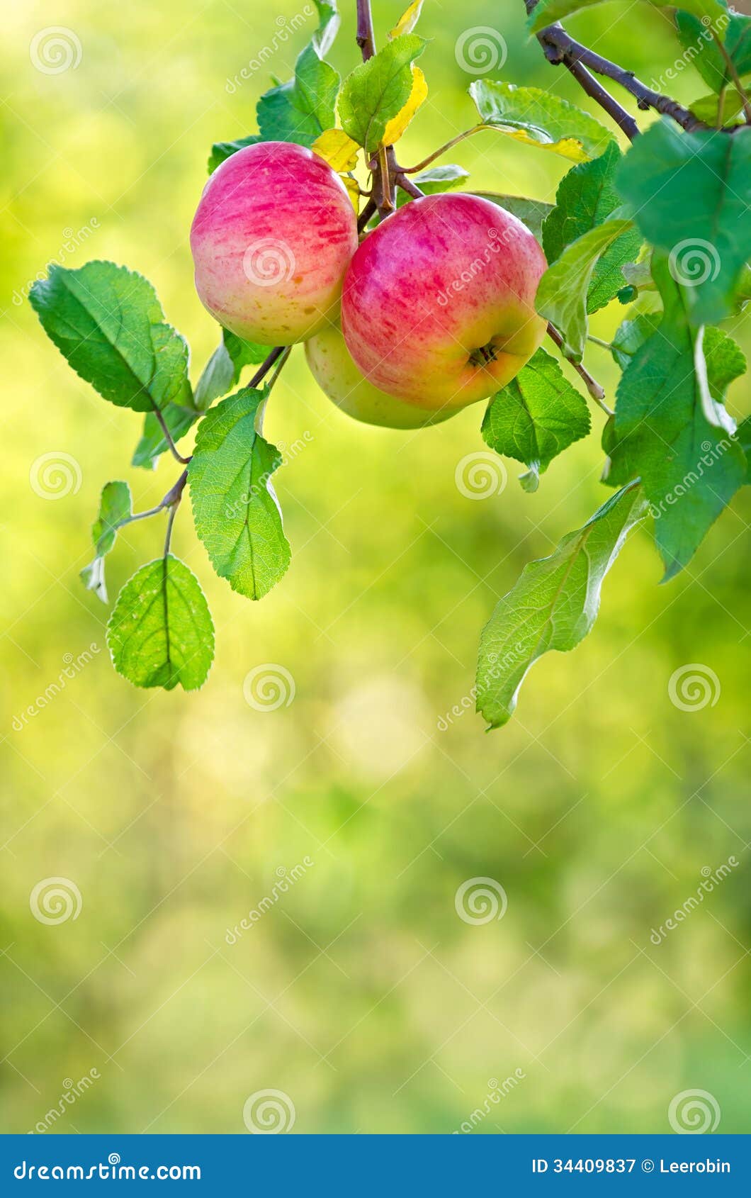 Apple som växer på en trädfilial. Växa för Apple frukter på en äppleträdfilial. Naturlig gräsplan- och gulingbakgrund.
