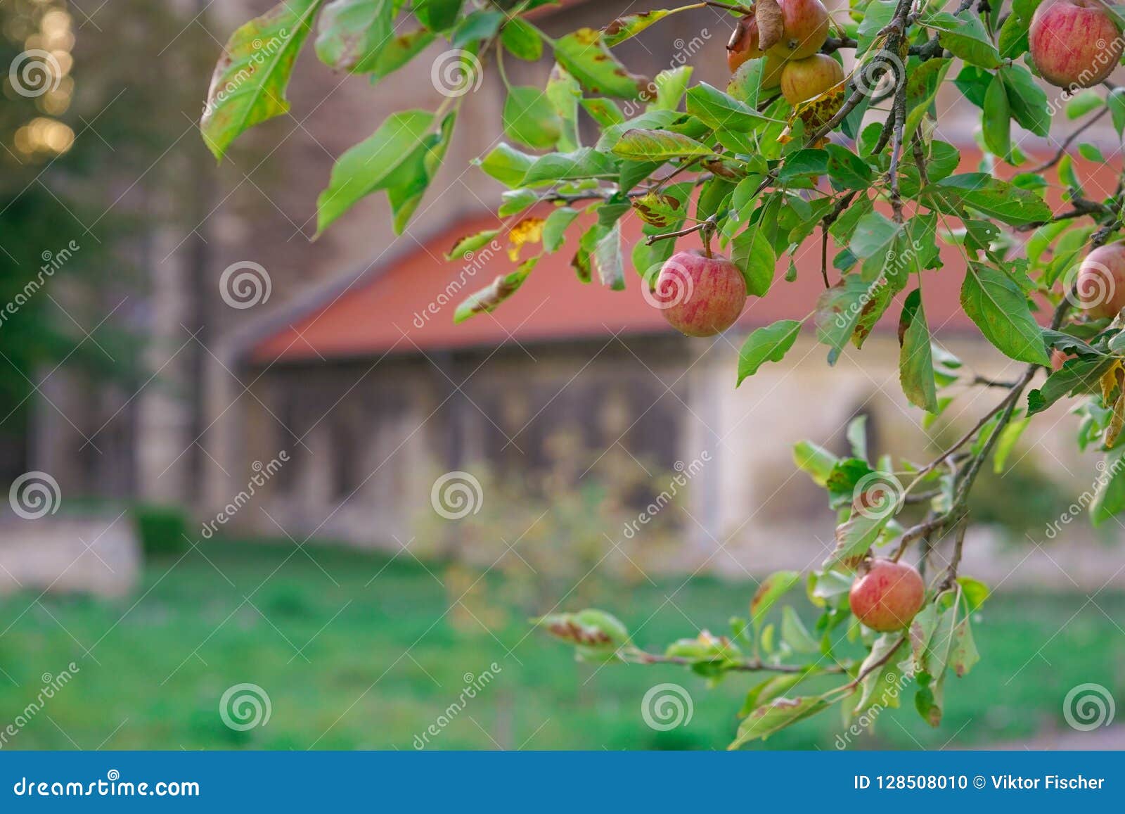 Apple Tree. Evening Apple Garden. Stock Photo Image of fresh, green