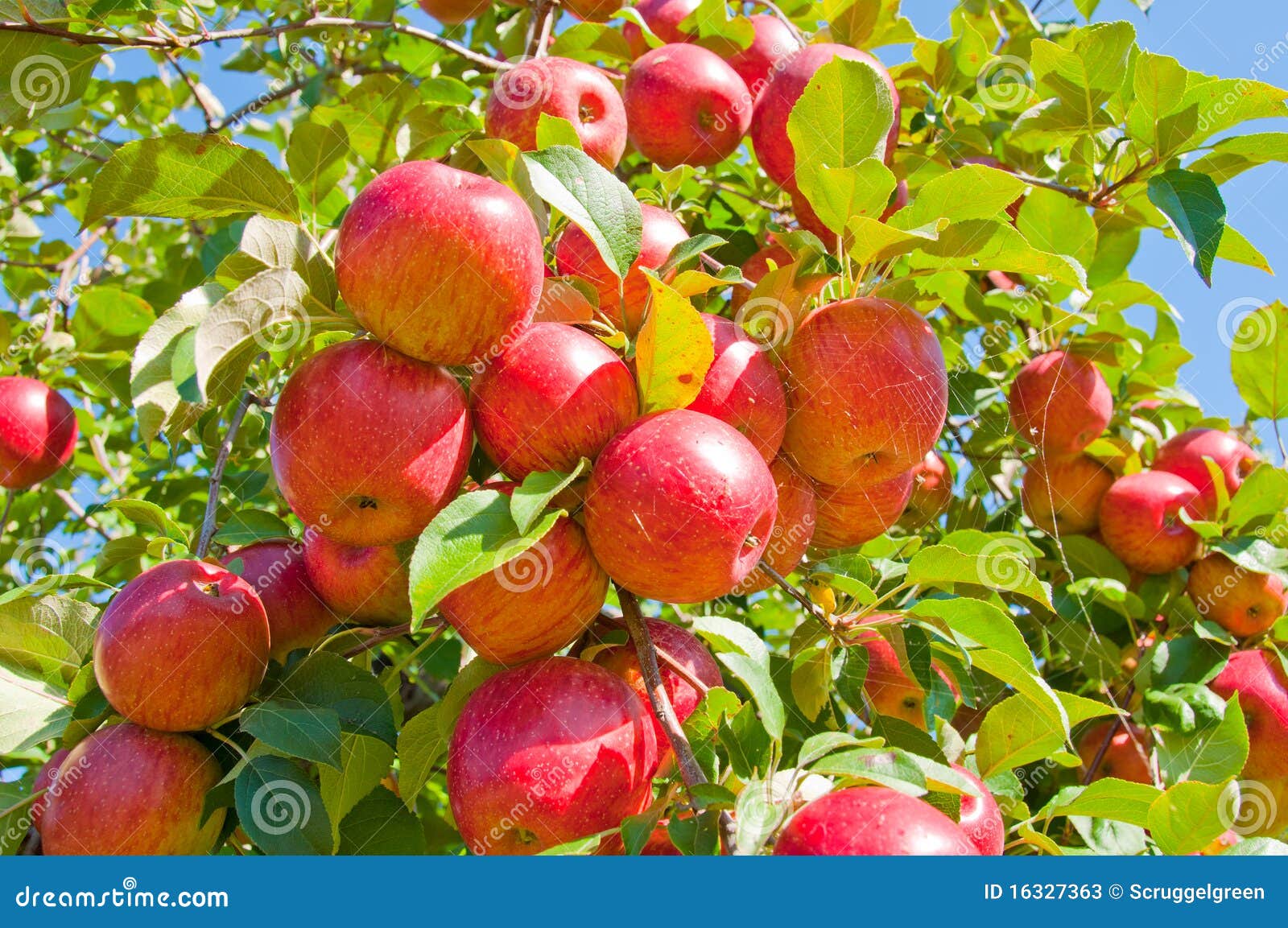 apple tree