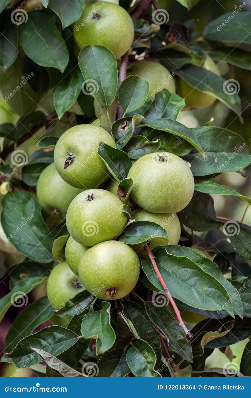 apple tree apple-fruit crop of apples.