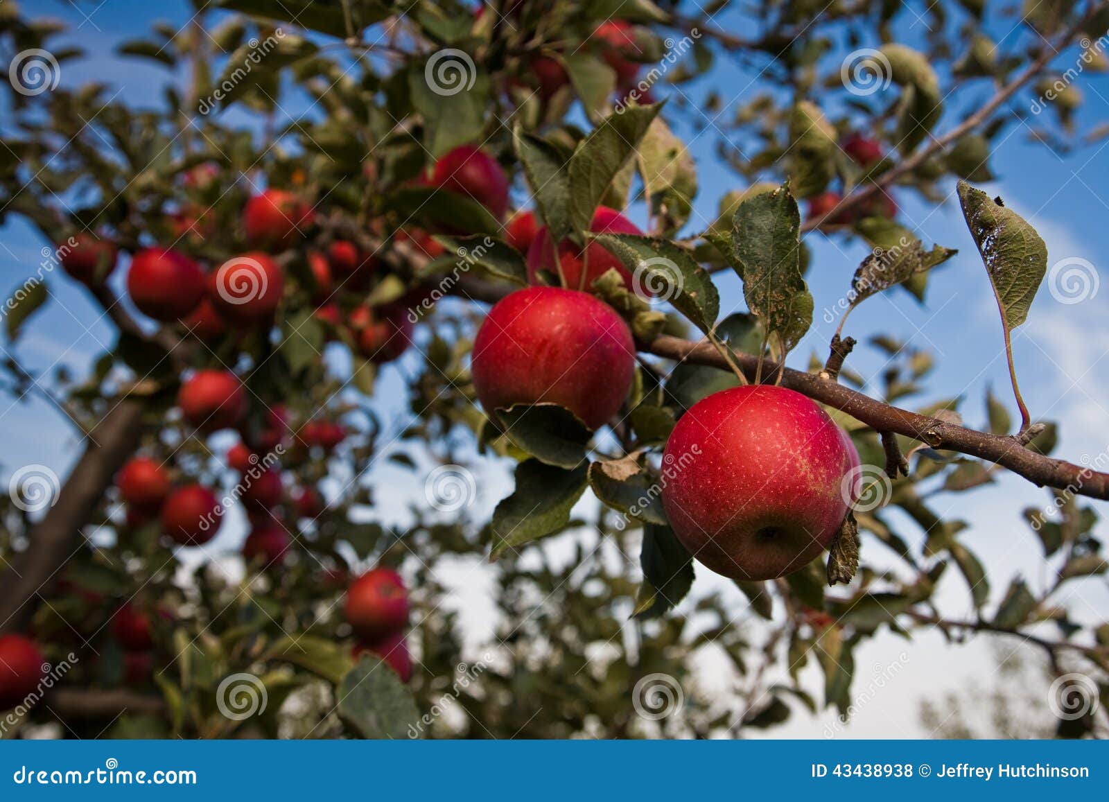 Apple tree stock photo. Image of pennsylvania, tree, season 43438938