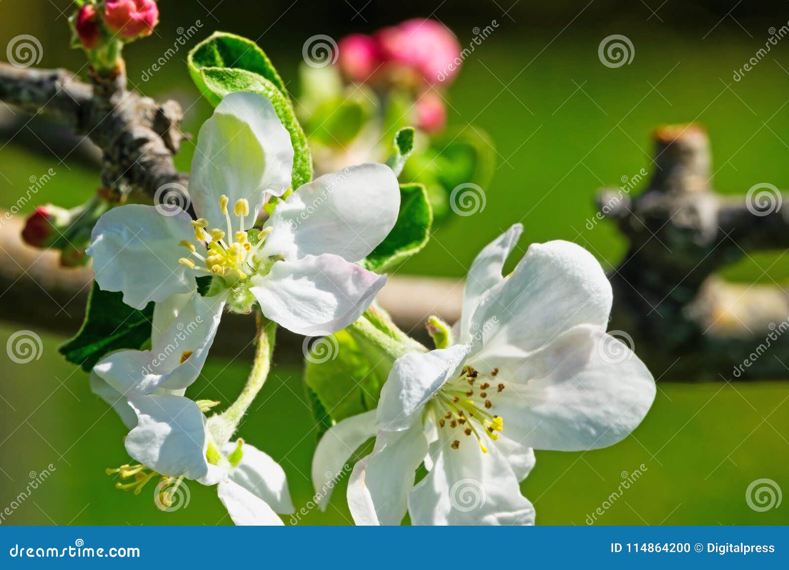 apple tree in bloom