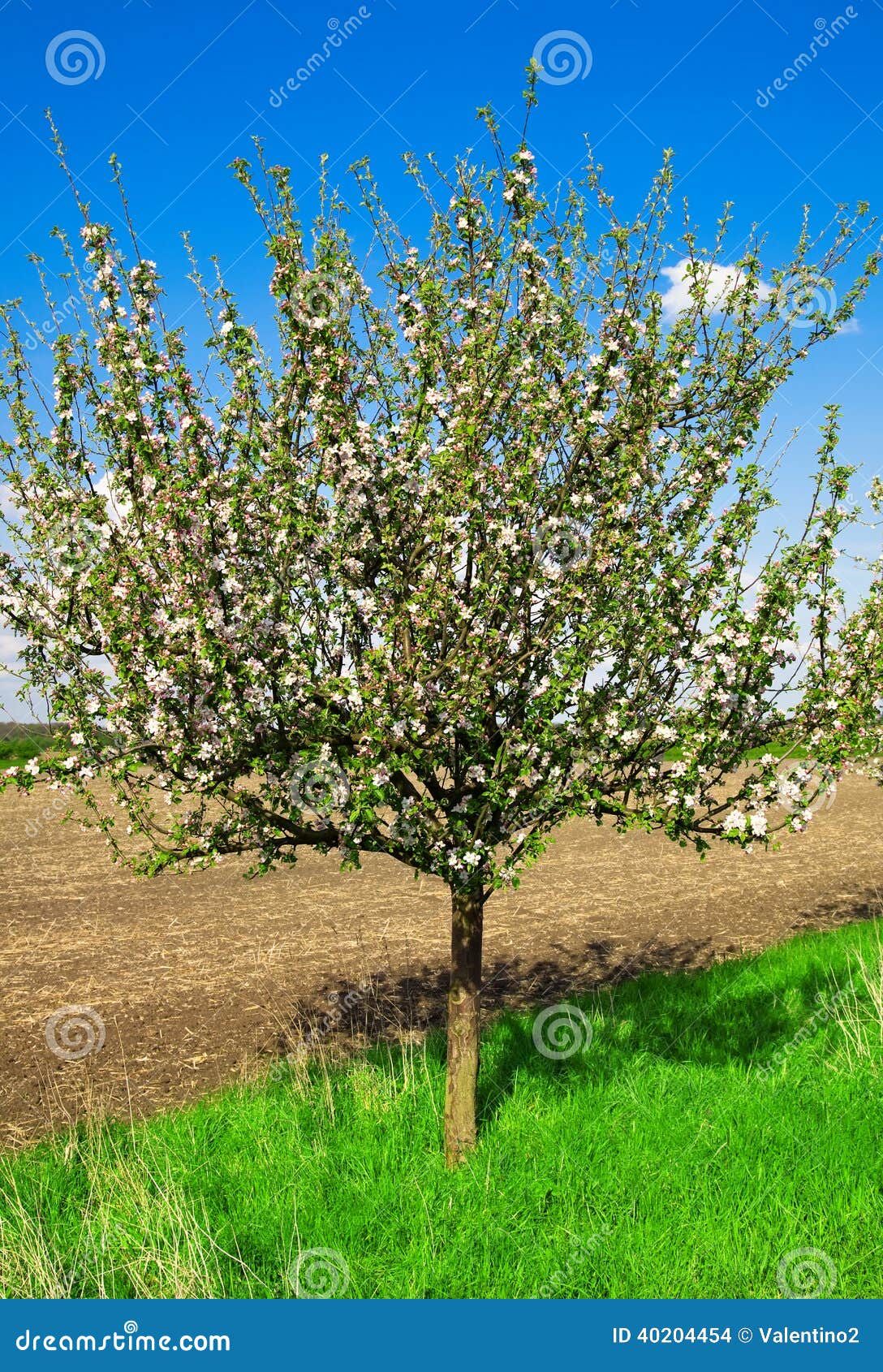 Blooming apple tree at spring